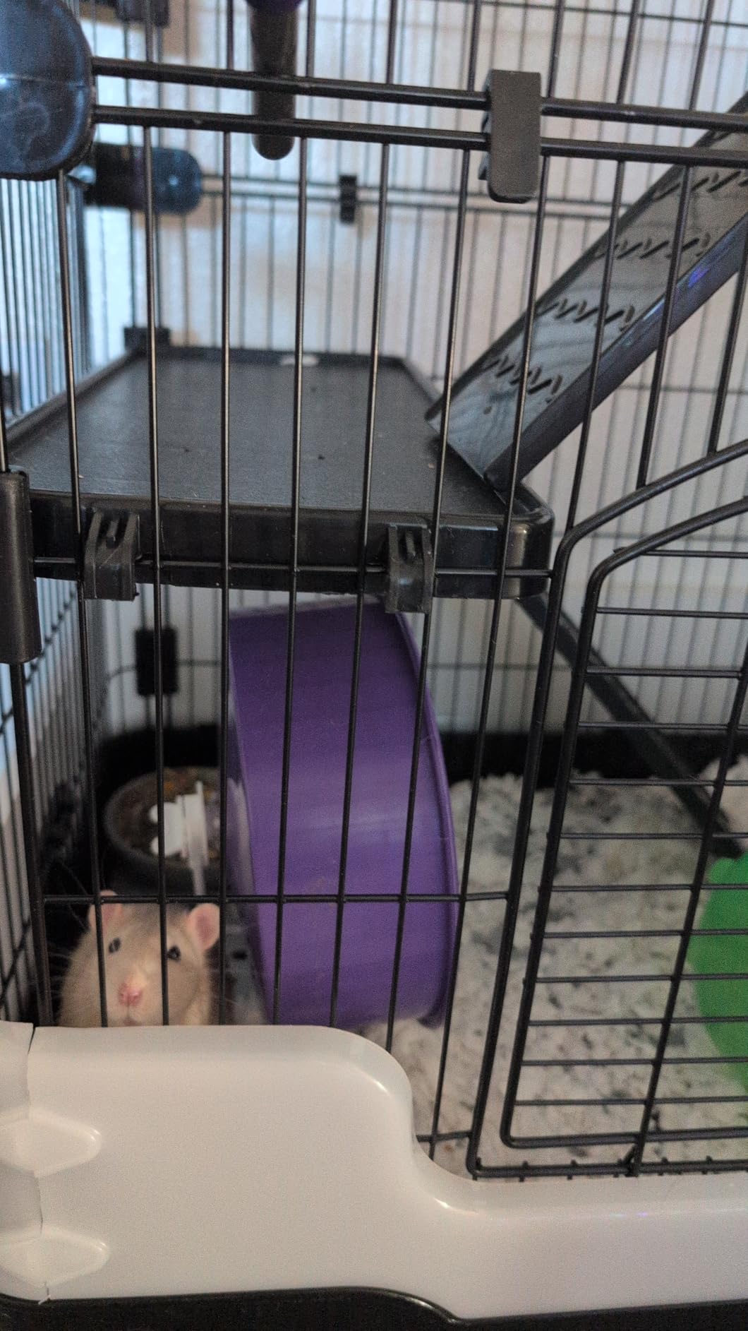 Homey Pet Rat Cage, Small Animal Cage for Ferret, Chinchilla, Guinea Pig | Lockable Wheels, Splash Guard, Easy-Clean Pull-Out Grid Tray, Non-Slip Ramp, Wide Shelf, Safe Lock, Chew-Proof, Black 3-Tier customer photo 2