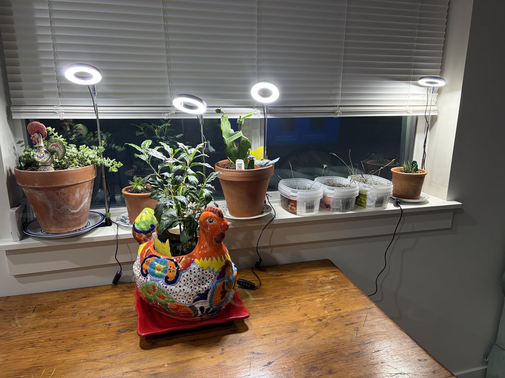 Aokrean Plant Grow Light, 48 LEDs Full Spectrum Grow Lights for Indoor Plants, Height Adjustable Small Halo Grow Light with Base, 3 Optional Spectrums, Auto Timer 3/9/12Hrs, 10 Brightness, 3 Pack customer photo 2