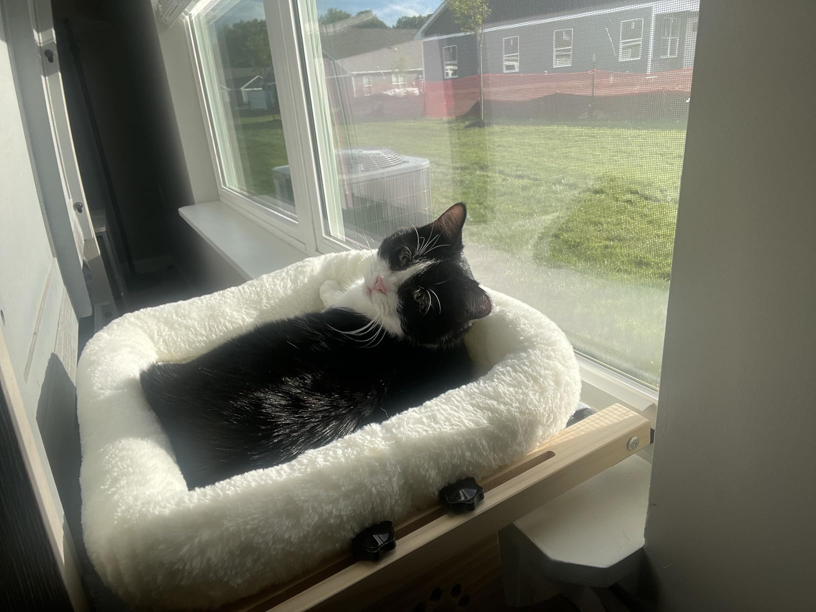 AMOSIJOY Cat Sill Window Perch Sturdy Hammock Window Seat with Cushion Bed Cover, Wood & Metal Frame for Large Cats, Easy to Adjust Cat Bed for Windowsill, Bedside, Drawer and Cabinet(Cushion Bed) customer photo 2