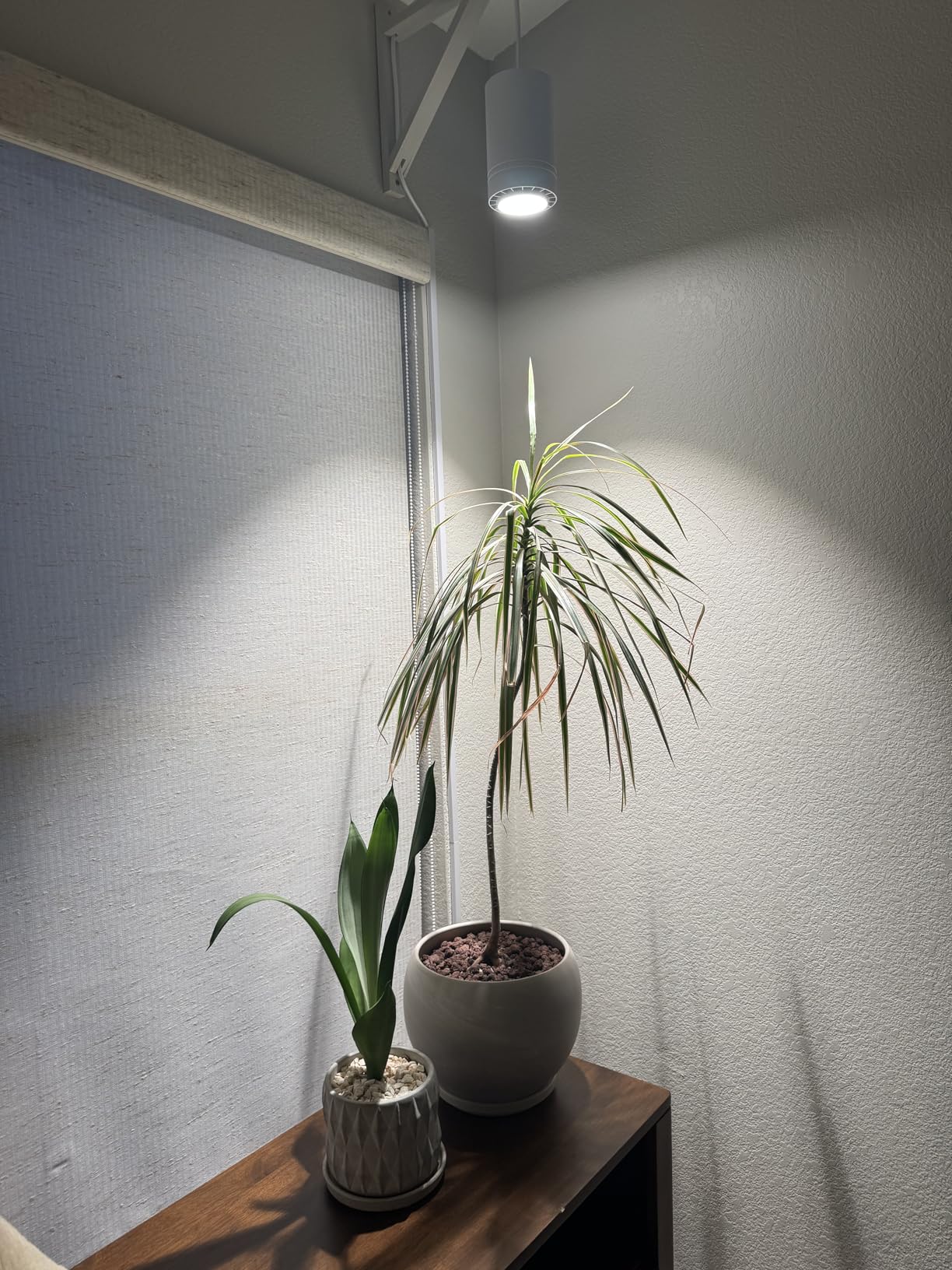 LBW Hanging Grow Light 40W Large, Full Spectrum Warm White Color, with Timer, Plug-in Pendant Grow Lights with 15FT Fabric Power Cord, Decorative Light for Indoor Plants, Flowers customer photo 1