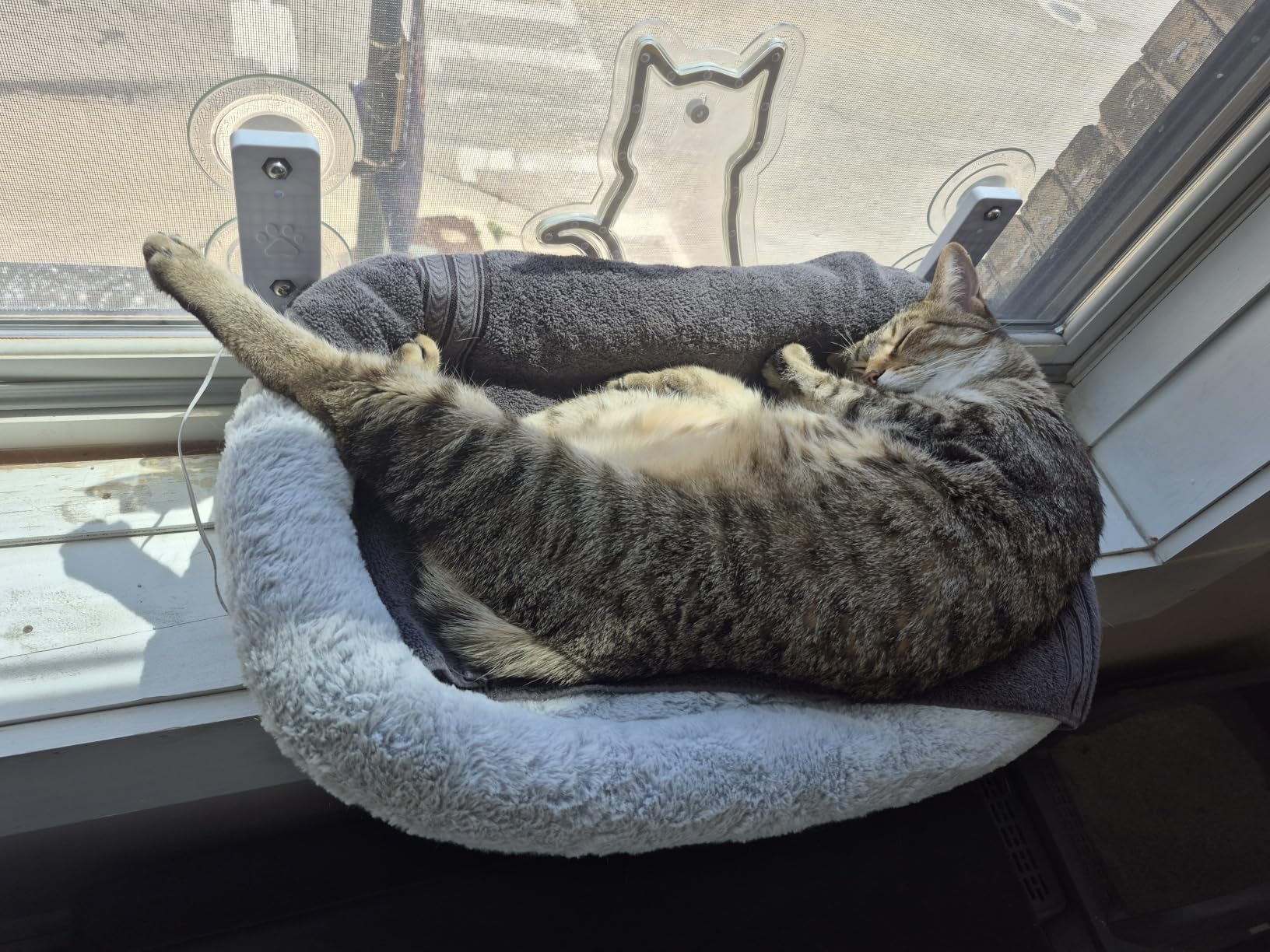 AMOSIJOY Cordless Cat Window Perch, Cat Hammock for Wall with 4 Strong Suction Cups, Solid Metal Frame and Two Replaceable Covers, Foldable Cat Beds for Indoor Cats (Large-Cushion Bed-Gray) customer photo 1
