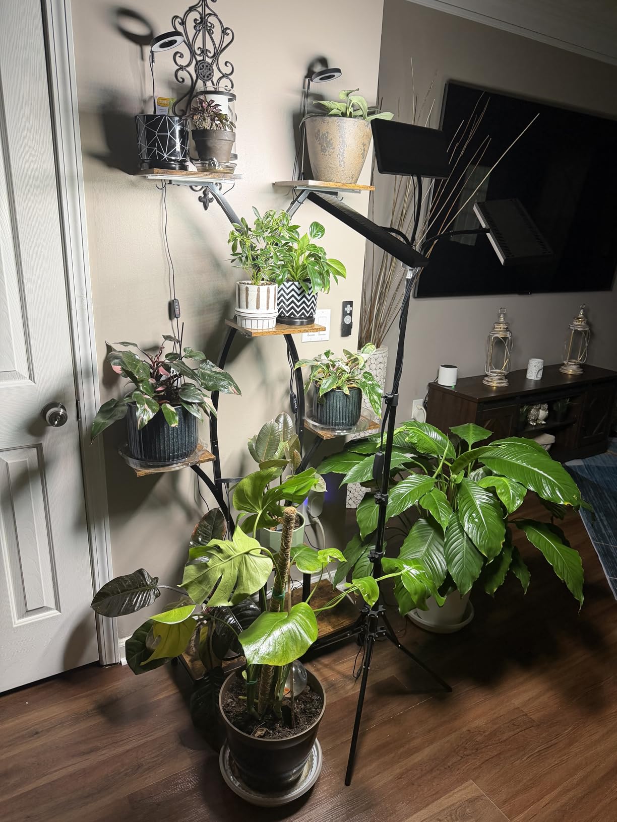 LBW Latest Grow Light for Indoor Plants, 428 LED Dual-Head Full Spectrum Standing Plant Light, Floor Grow Lamp with 3/6/12H Timer, 6 Brightness Levels, 3 Switch Modes, 75-inch Adjustable Tripod Stand customer photo 1