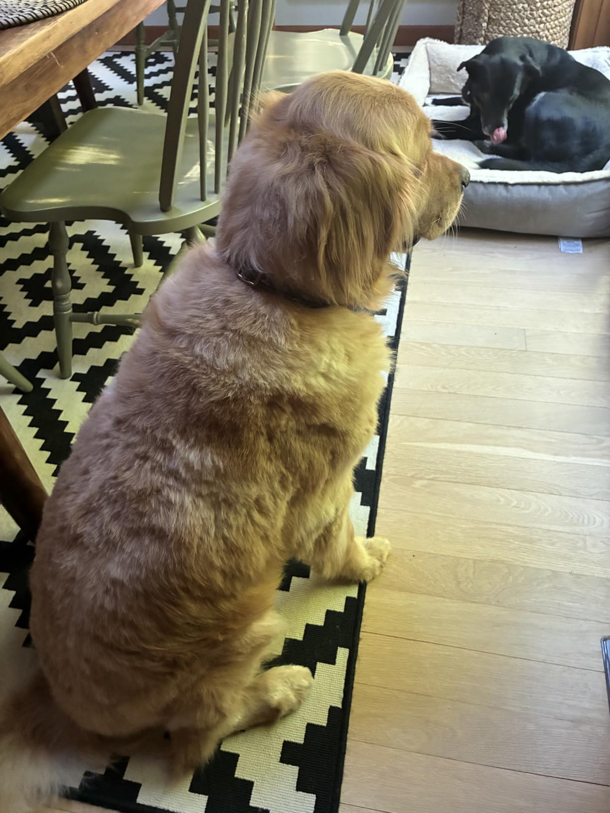 buenkee Dog Grooming Kit with Vacuum, 15000Pa Pet Hair Clipper and Shedding Brush, 2L Capacity, White customer photo 2