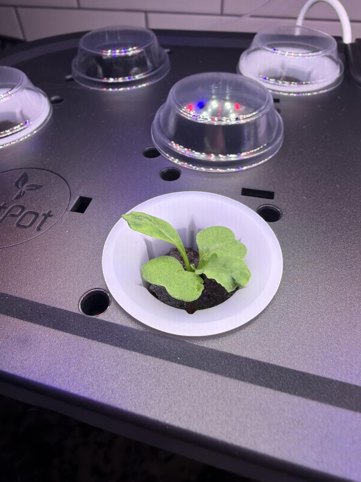 LetPot LPH-Air Hydroponics Growing System Kits, APP & WiFi Controlled Smart Indoor Garden with Adjustable 24W Grow Light Full Spectrum, 10 Pods Planter Indoor Gardening for Gifts, Kitchen, Vegetable customer photo 2