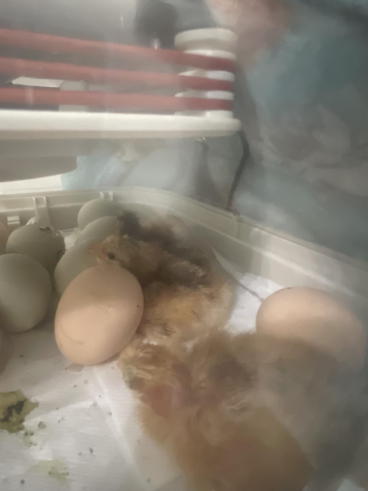 MATICOOPX 20 Egg Incubator with Humidity Display, Egg Candler, Automatic Egg Turner, for Hatching Chickens customer photo 2