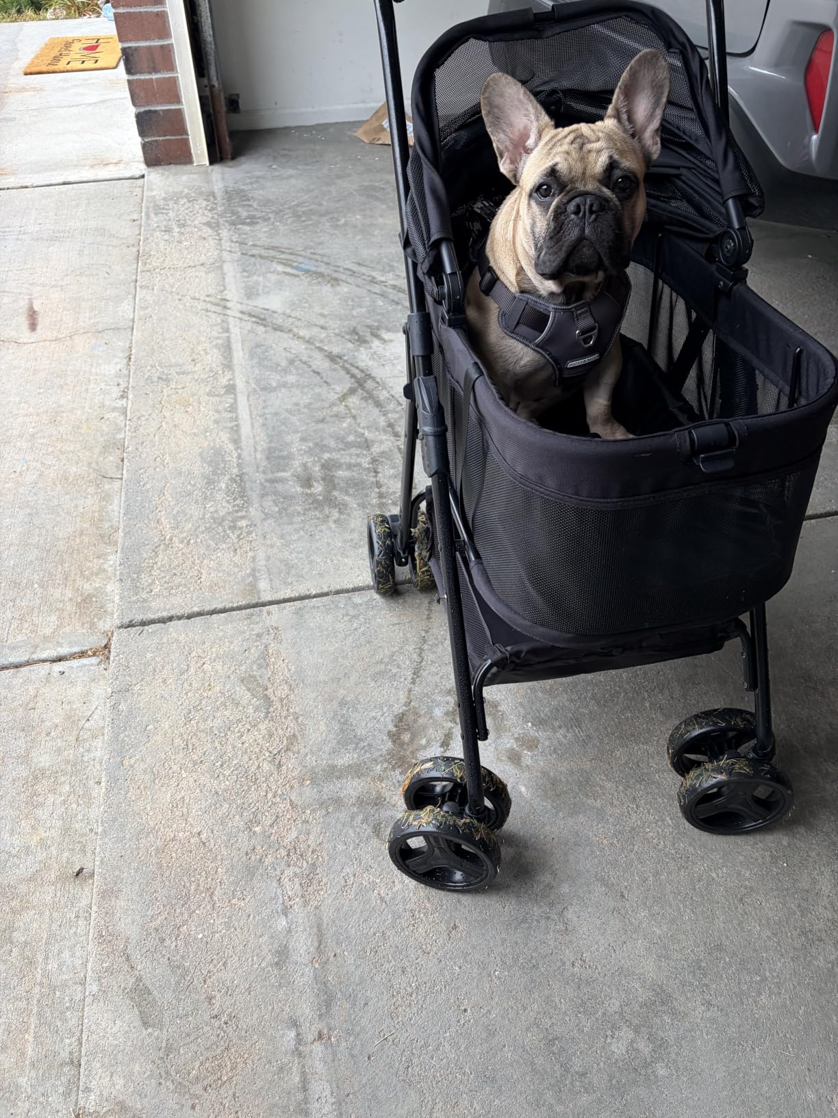 Zoosky 3 in 1 Dog Stroller, Folding Pet Stroller w/Removable Carrier | Small/Medium Dogs and Cats, Waterproof, All-Terrain & 2 Sun Shades, Car Seat, 360° Breathable Mesh customer photo 1