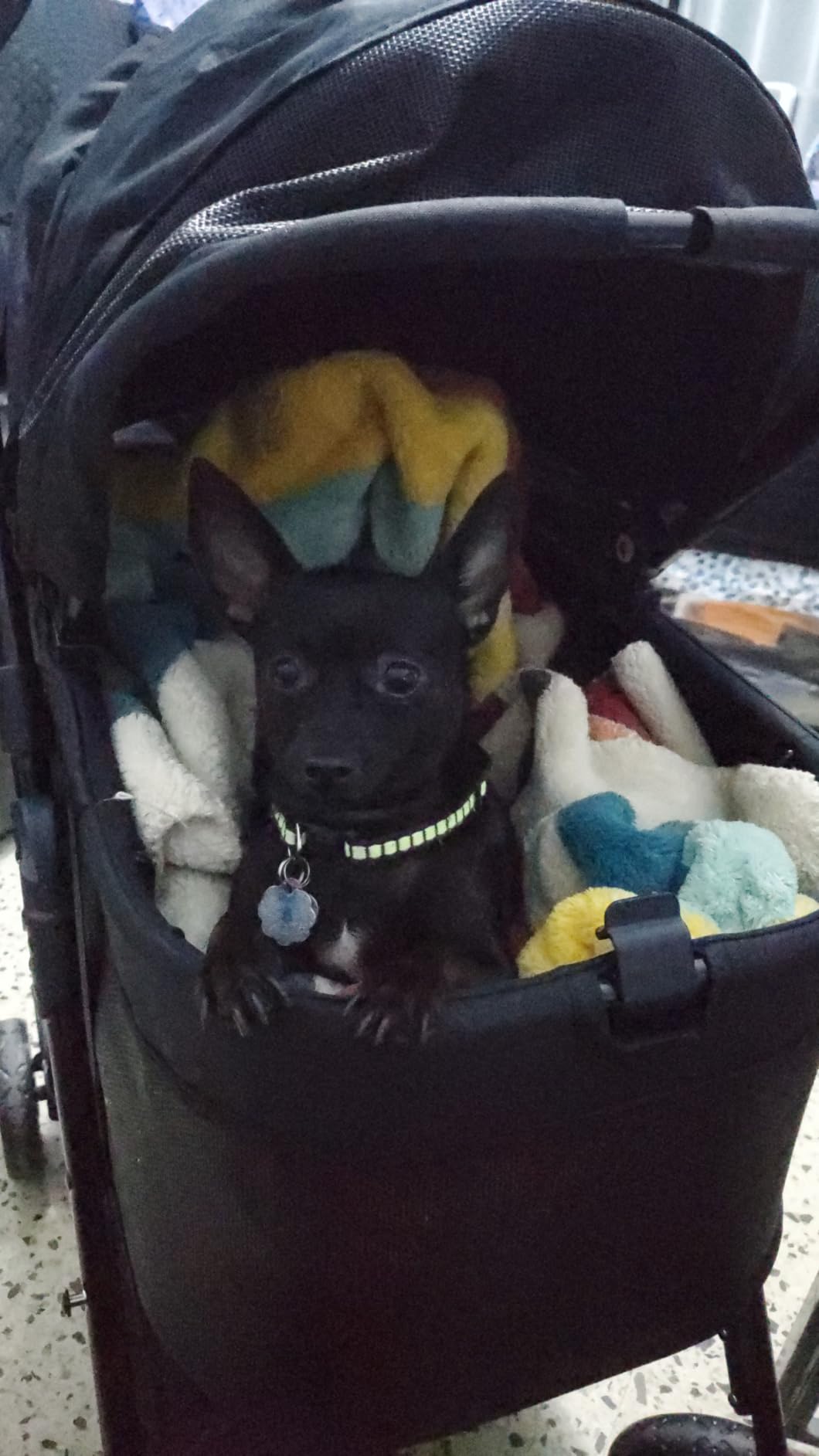 Zoosky 3 in 1 Dog Stroller, Folding Pet Stroller w/Removable Carrier | Small/Medium Dogs and Cats, Waterproof, All-Terrain & 2 Sun Shades, Car Seat, 360° Breathable Mesh customer photo 2
