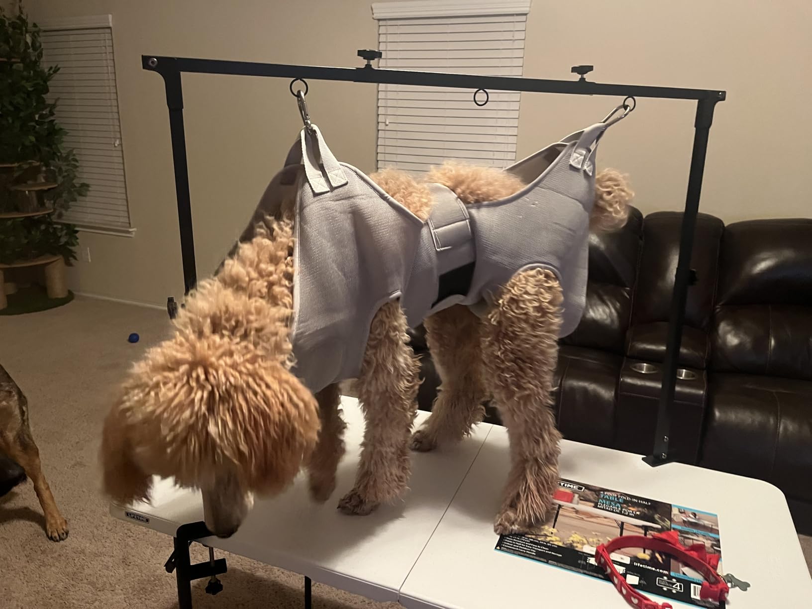 Dog Grooming Arm with Clamp for Large Dog, Adjustable Height to 33in and Width to 43in, Pet Grooming Table Arm with 2 Loop Noose & 2 No Sit Haunch Holder for Home & Store (Table Not Include) customer photo 1