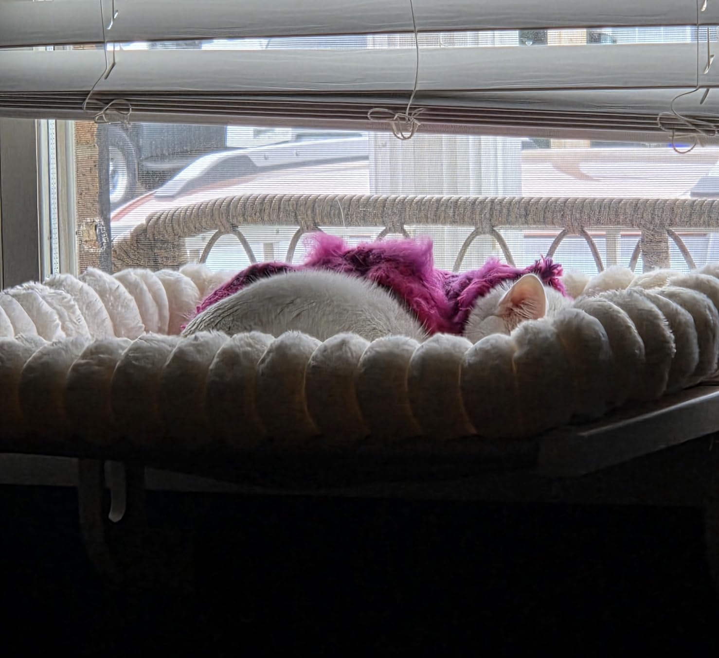 Zoratoo Cloud-Soft Cat Window Perch, Zipper Design Cat Seat with Metal Frame | 4-Sided Fluffy Plush Bolster, Removable for Machine Wash, Stable Cat Hammock for Large Cats, Easy to Adjust customer photo 1