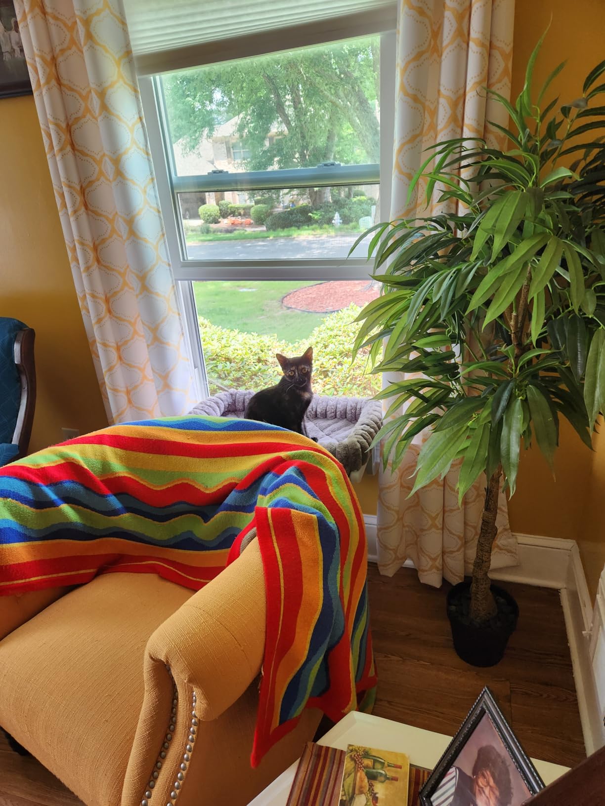 Zoratoo Cloud-Soft Cat Window Perch, Zipper Design Cat Seat with Metal Frame | 4-Sided Fluffy Plush Bolster, Removable for Machine Wash, Stable Cat Hammock for Large Cats, Easy to Adjust customer photo 2