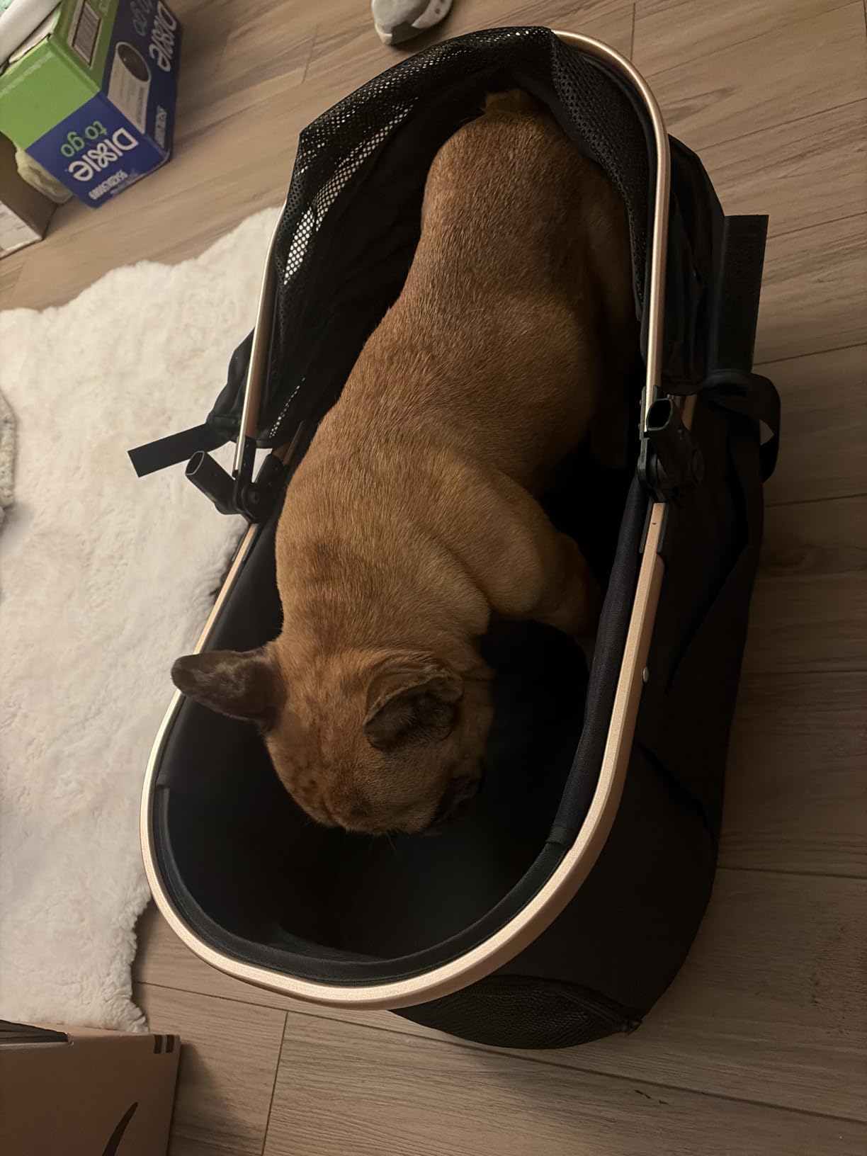 Dog Cat Stroller for Small/Medium Pets, 50 lbs, 3-in-1 Pet Stroller, Black | Foldable Pet Stroller w/Detachable Carrier, Car Seat, Storage Basket, Cup Holder, Hanging Bag, Rain Cover, All-Terrain Wheels customer photo 2
