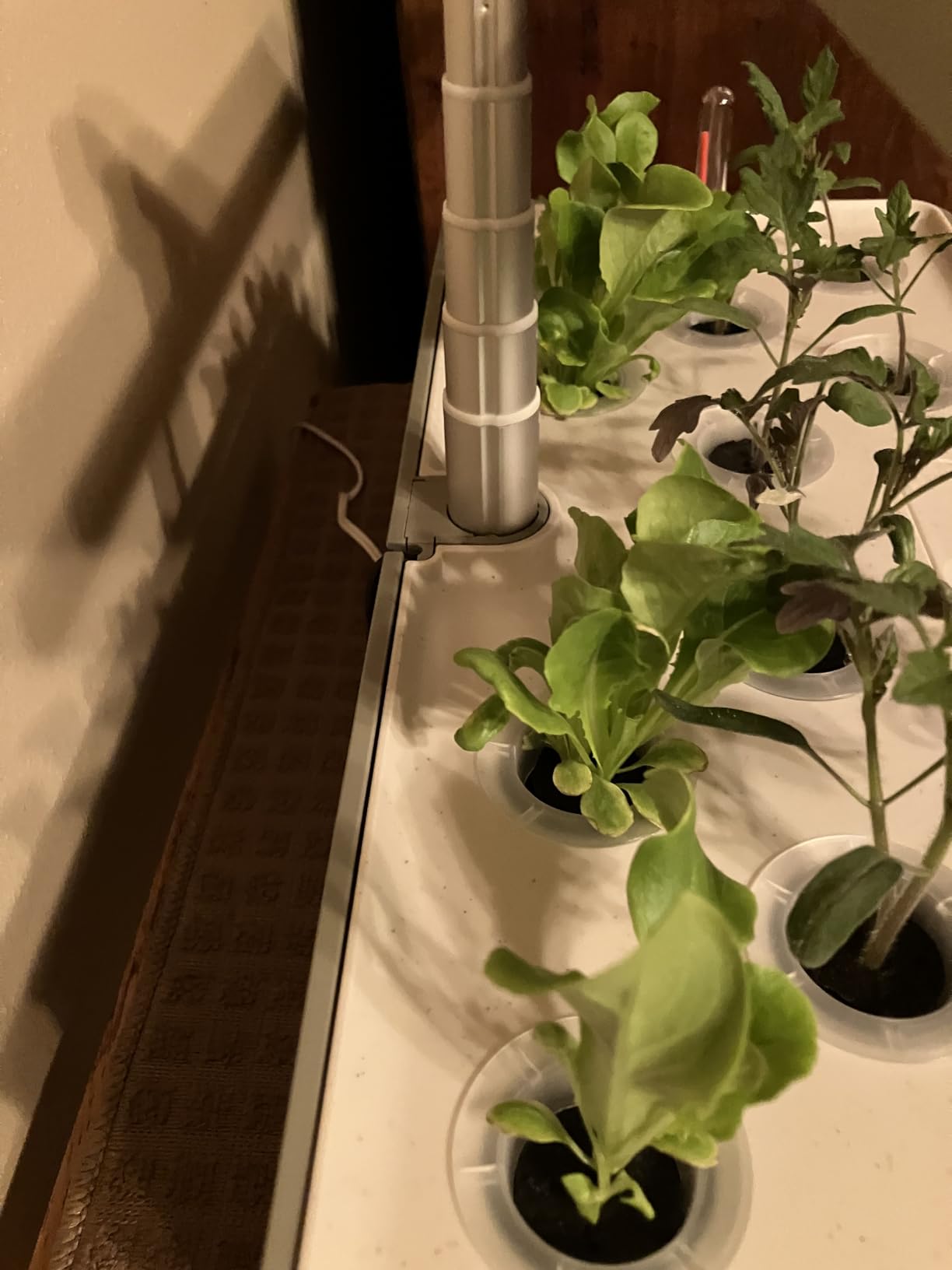 Hydroponics Growing System Kit with 24W Dimmable LED Light, Black | 12 Pods Indoor Herb Garden with Timer & Local Time Setting, Adjustable Height, Smart Countertop Garden for Home & Kitchen customer photo 2