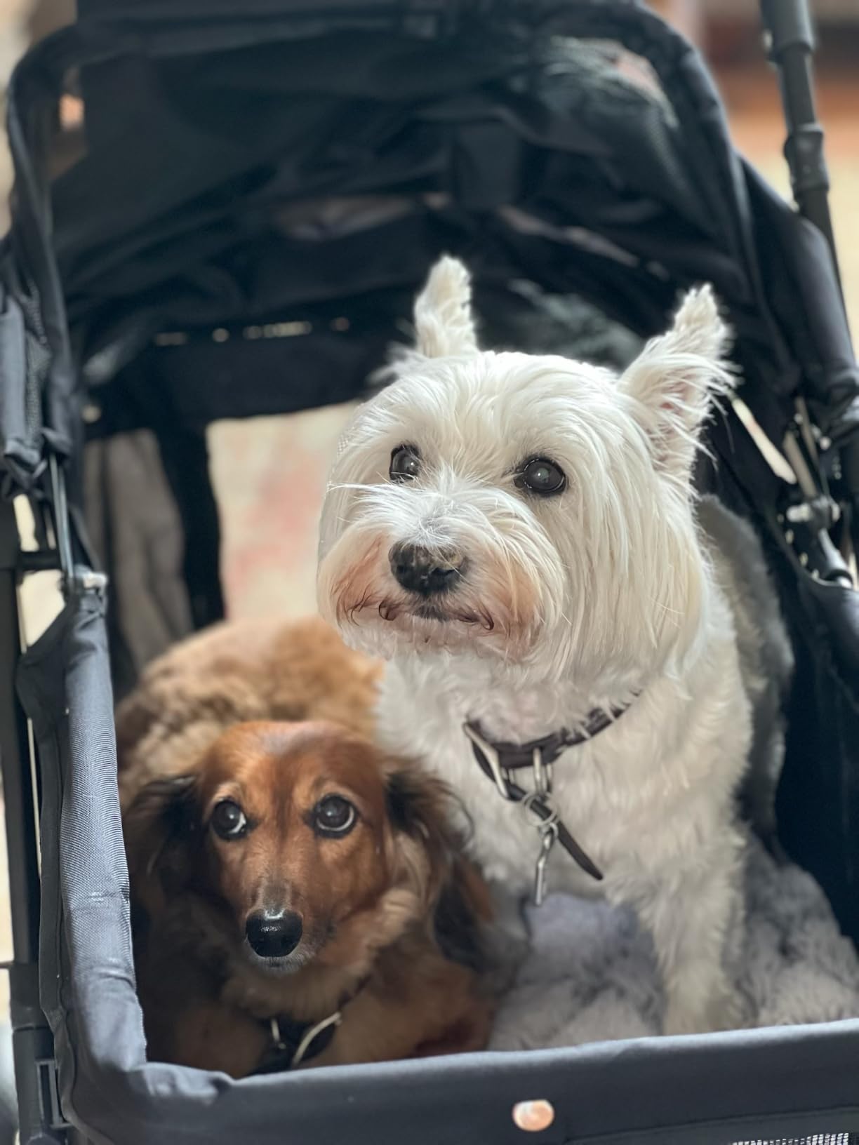 Dog Stroller for Large & Medium Dogs (Up to 66lbs), Pet Stroller for 2 Small Dogs with Adjustable Handle & Canopy, Sun Shades, Storage Organizer, Foldable & Ventilated,Black customer photo 1