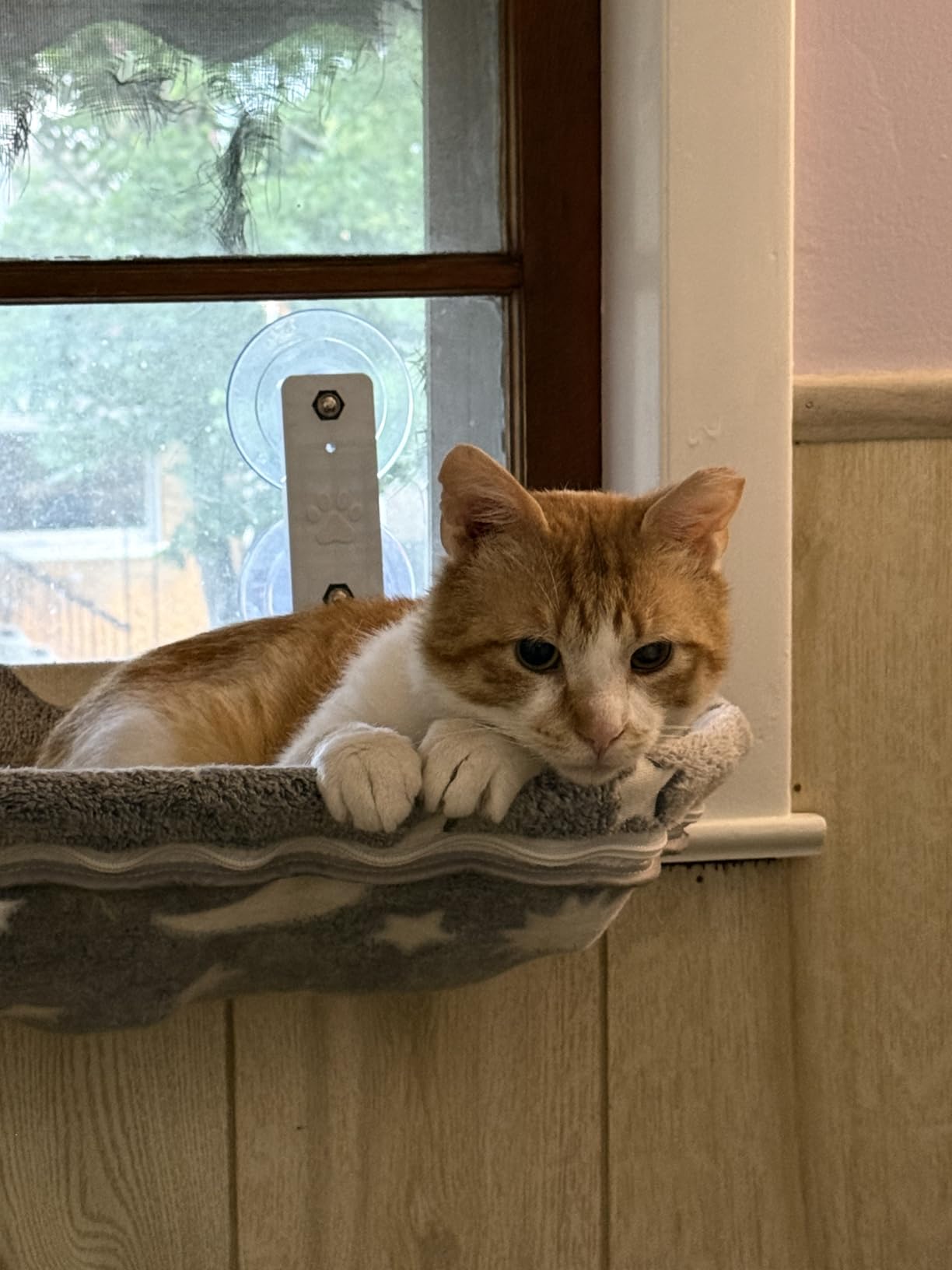 Cat Window Perch Hammock - Glow in the Dark Cordless Foldable Pet Bed with Sturdy Metal Frame & Strong Suction Cups, Star Print Resting Seat for Indoor Cats with Removable Washable Cover customer photo 1