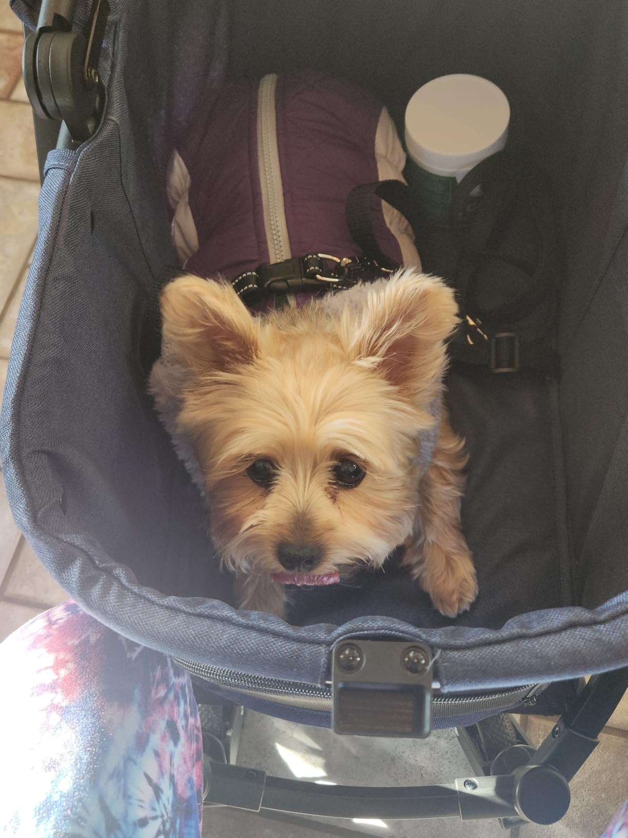 All-Terrain Dog Stroller for Small to Medium Dogs, Pet Stroller for Dogs & Cats Outdoor Walks, One-Hand Easy Fold, Double-Layer Anti-UV & Waterproof Canopy & Breathable Mesh, Midnight Blue customer photo 2