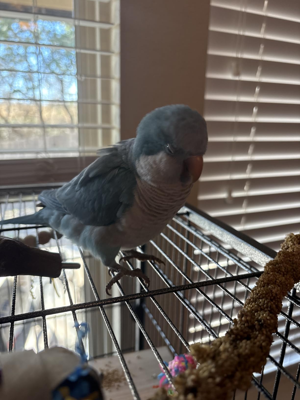 VEVOR Bird Cage, 31.5 x 20.5 x 52 inch, Flat Top, Wrought Iron Bird Flight Cage with Perches, Slide-Out Tray and Plastic Feeders customer photo 1