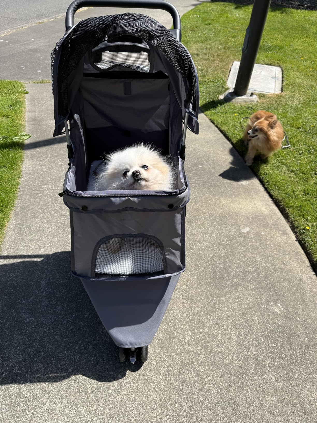 3 Wheel Pet Stroller for Dogs and Cats, Foldable Design | Lightweight and Durable, Ideal for Small to Medium Pets, Includes Storage Basket and Cup Holders, Black customer photo 2