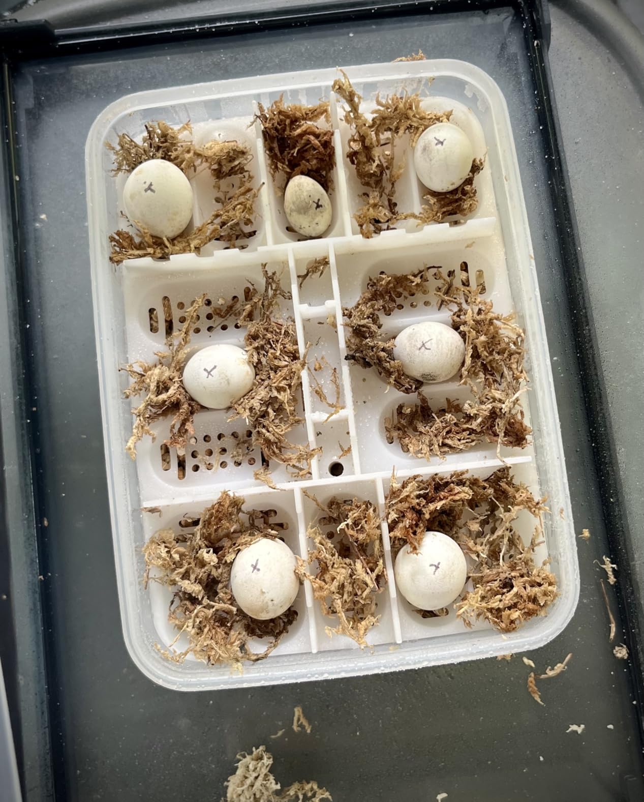 16 Grids Reptile Egg Incubator Box Turtle Lizard Gecko Snake Hatching Container Complete Kit with Tweezers Clip Vermiculite Spray Bottle customer photo 2