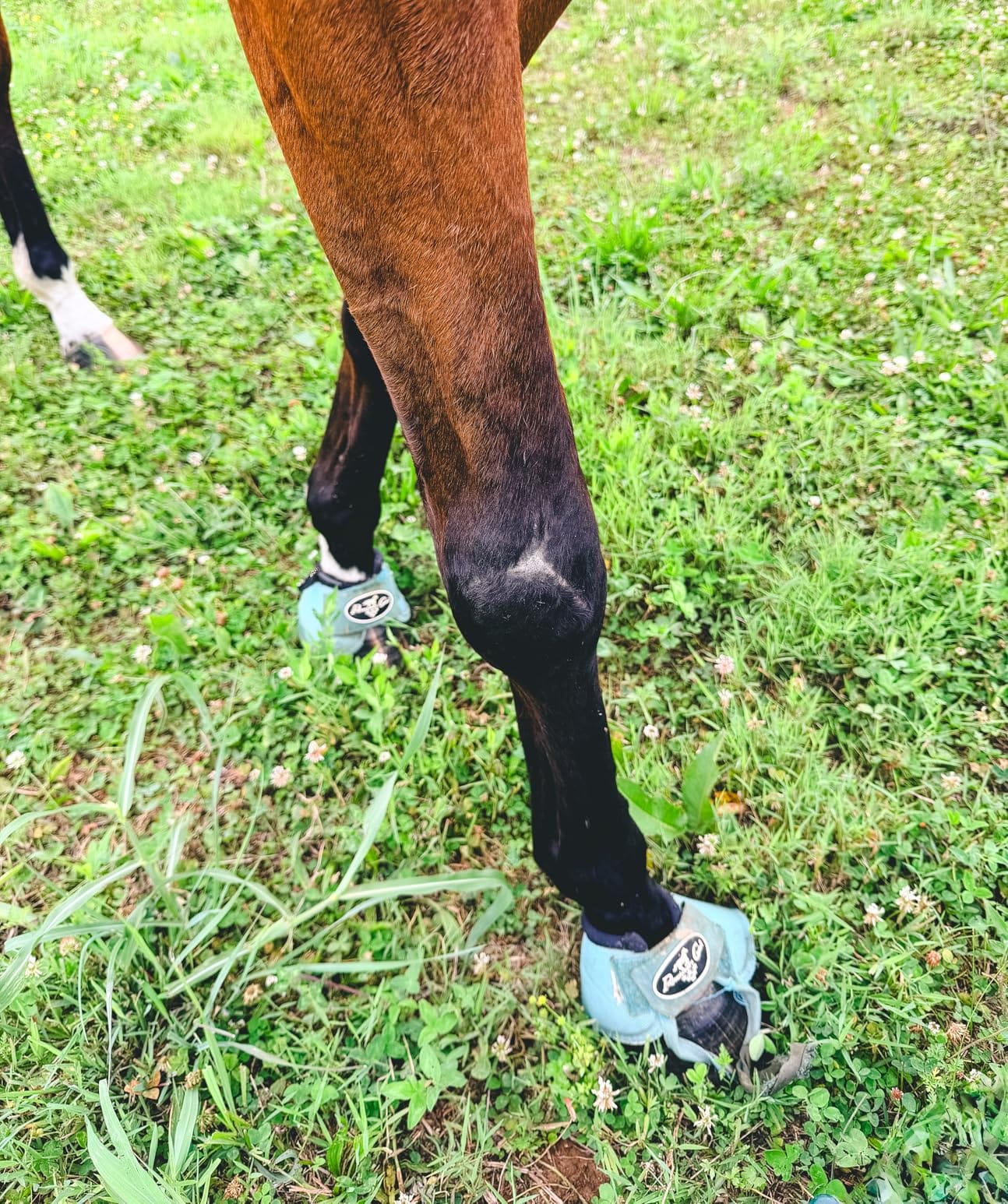 Professionals Choice Equine Ballistic Hoof Overreach Bell Boot, Pair customer photo 1