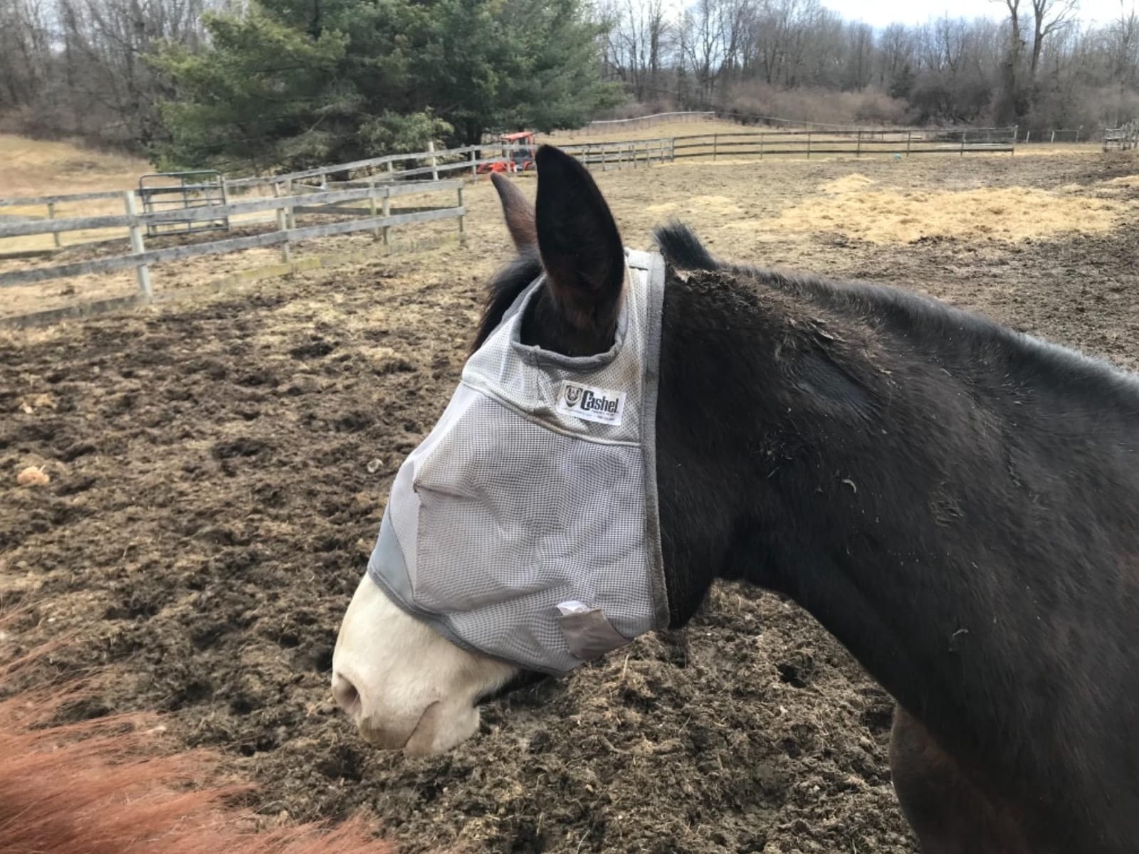 Cashel Crusader Standard Fly Mask No Ears or Nose,Gray,Horse customer photo 2