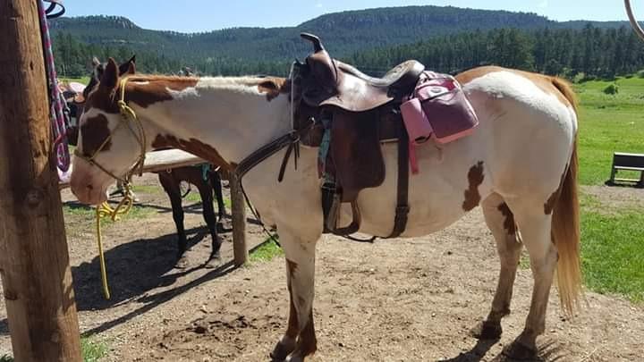 Tough 1 Nylon Water Bottle/Gear Carrier Saddle Bag customer photo 1