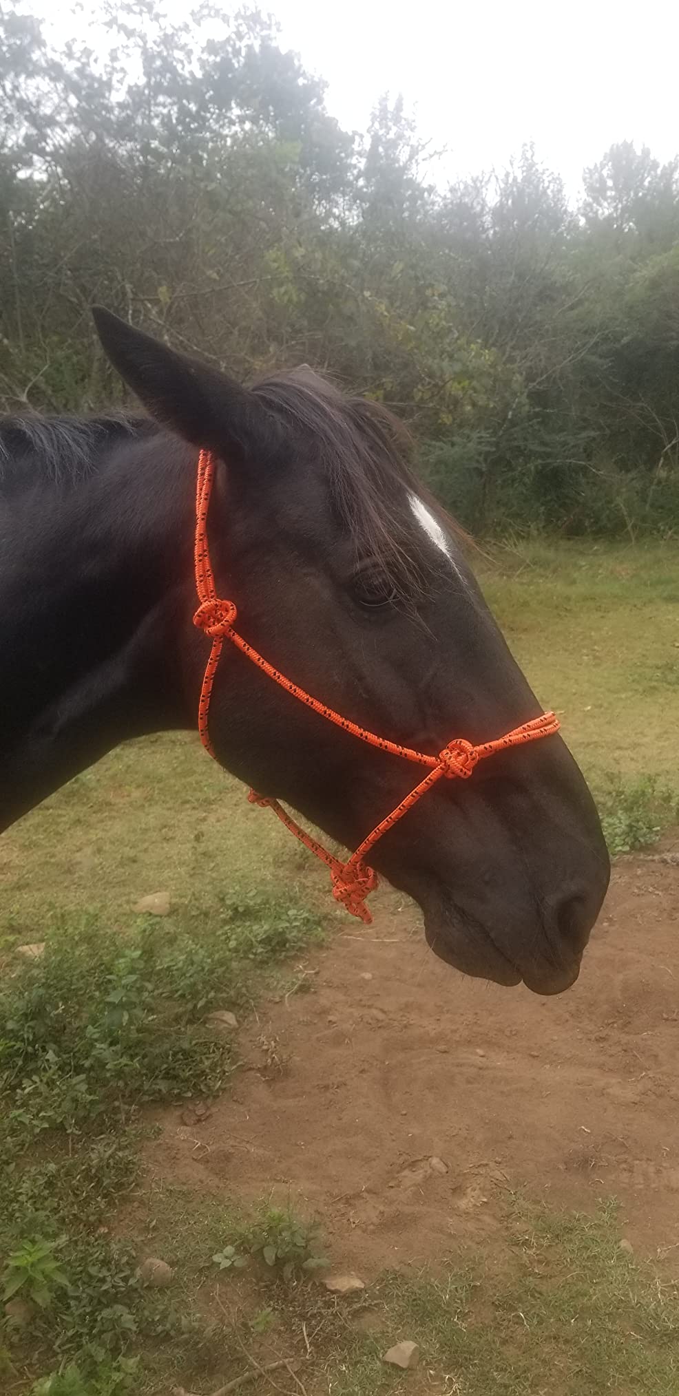Tough 1 Horse Poly Rope Tied Halter customer photo 1