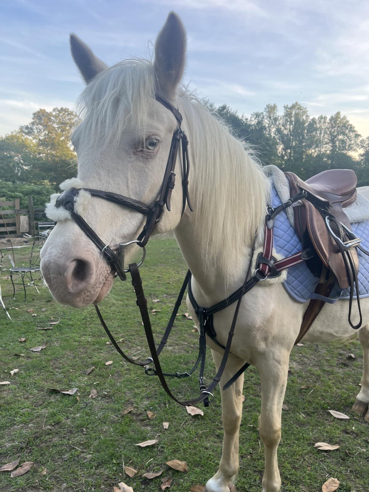 TuffRider Basic All Purpose Horse Riding Saddle Pad customer photo 2