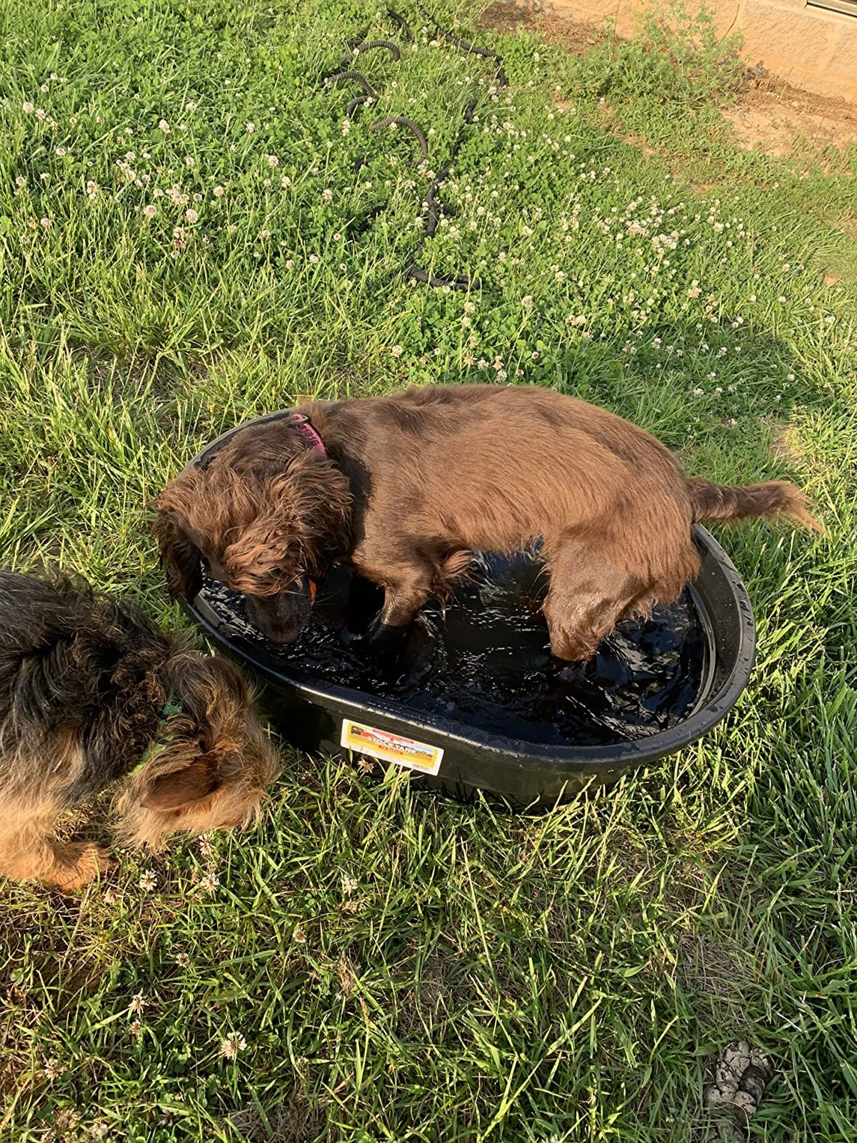 Little Giant® Poly Oval Stock Tank | Water Trough | Plastic Pond Tub | Heavy Duty Feeding & Watering Trough for Livestock | 100 Gallons customer photo 1