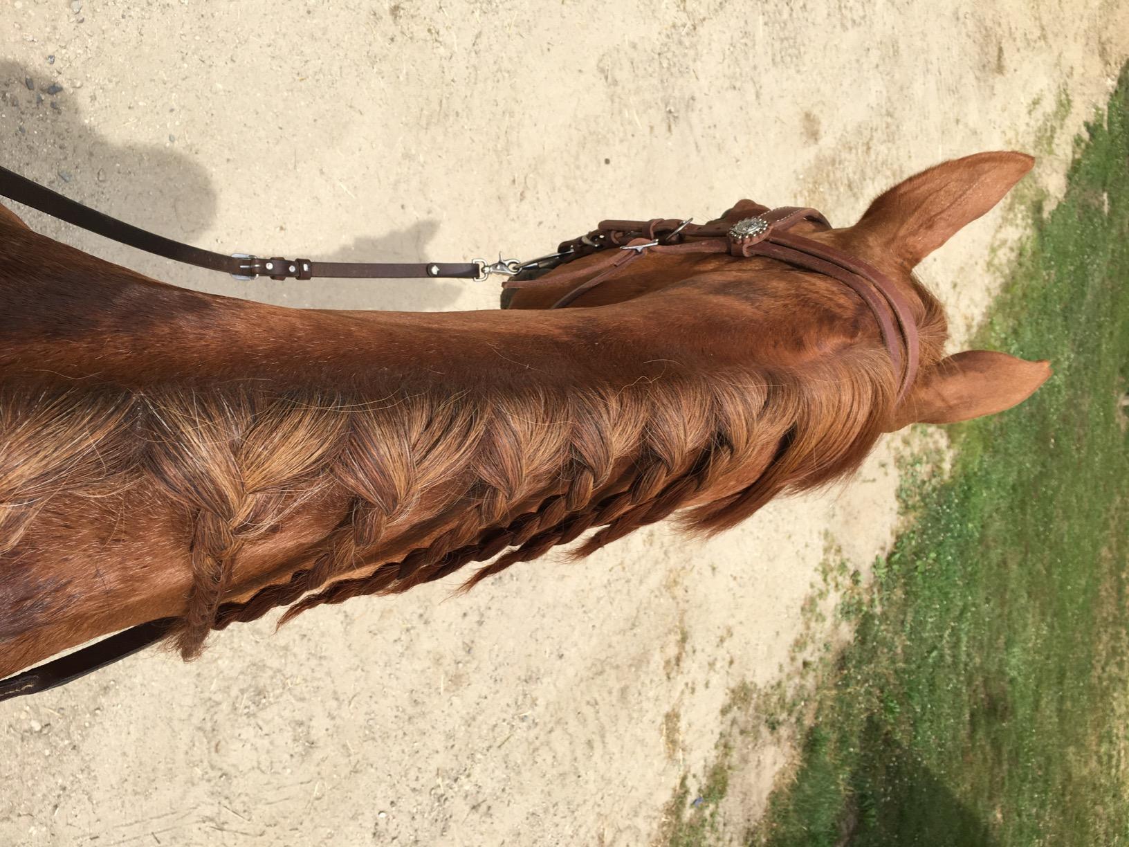 Weaver Leather unisex adult western-equestrian-style Stacy Protack b band, Brown, One Size US customer photo 2
