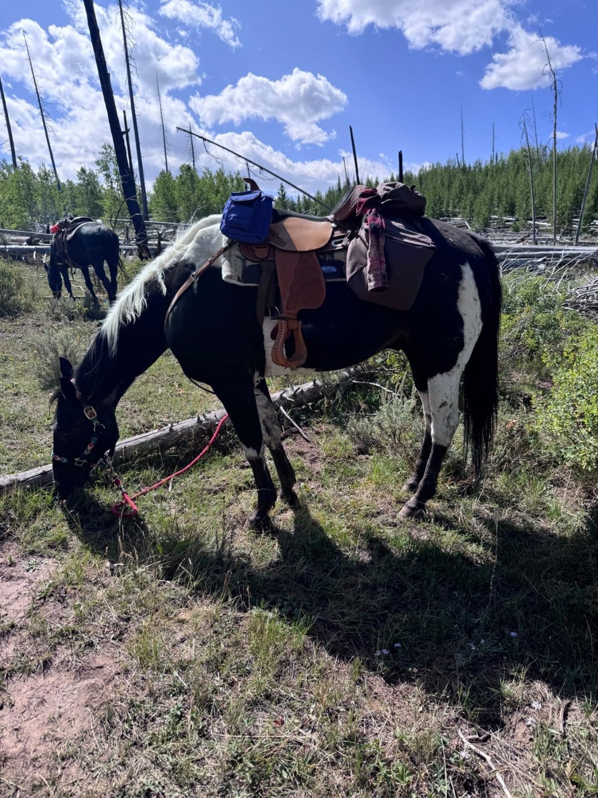Tough 1 Nylon Horn Bag customer photo 2