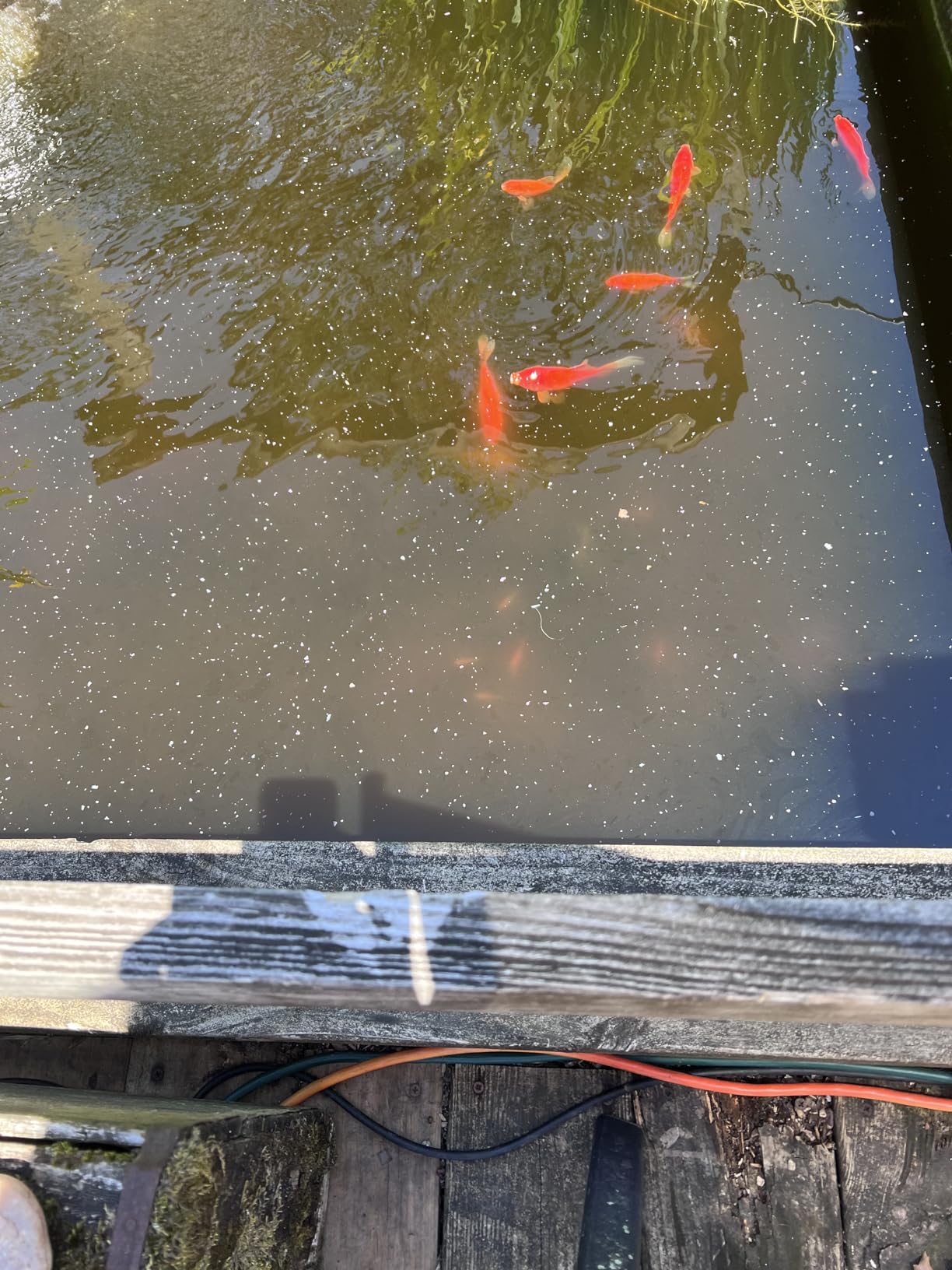Tetra Pond GreenFree UV Clarifier UVC-5 for Clean & Clear Ponds customer photo 2