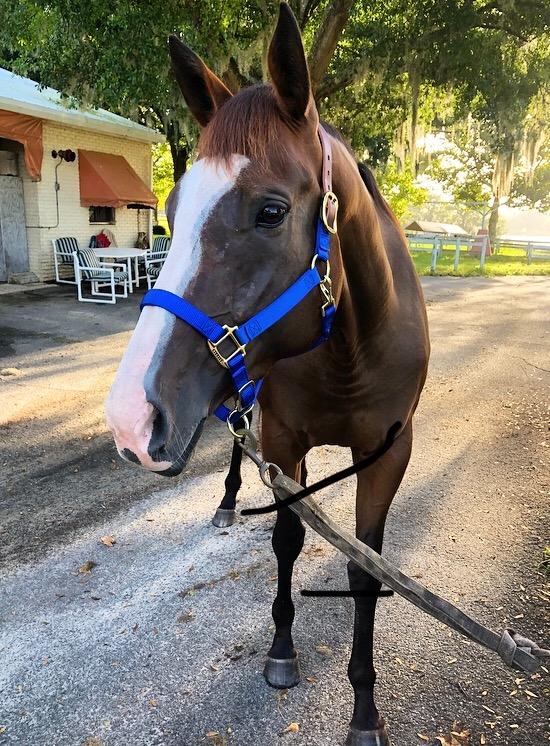 Weaver Equine Breakaway Horse Halter, Supple Leather Crown, Adjustable Brass Throat Snap Halters for Horses, Equine Tack customer photo 2
