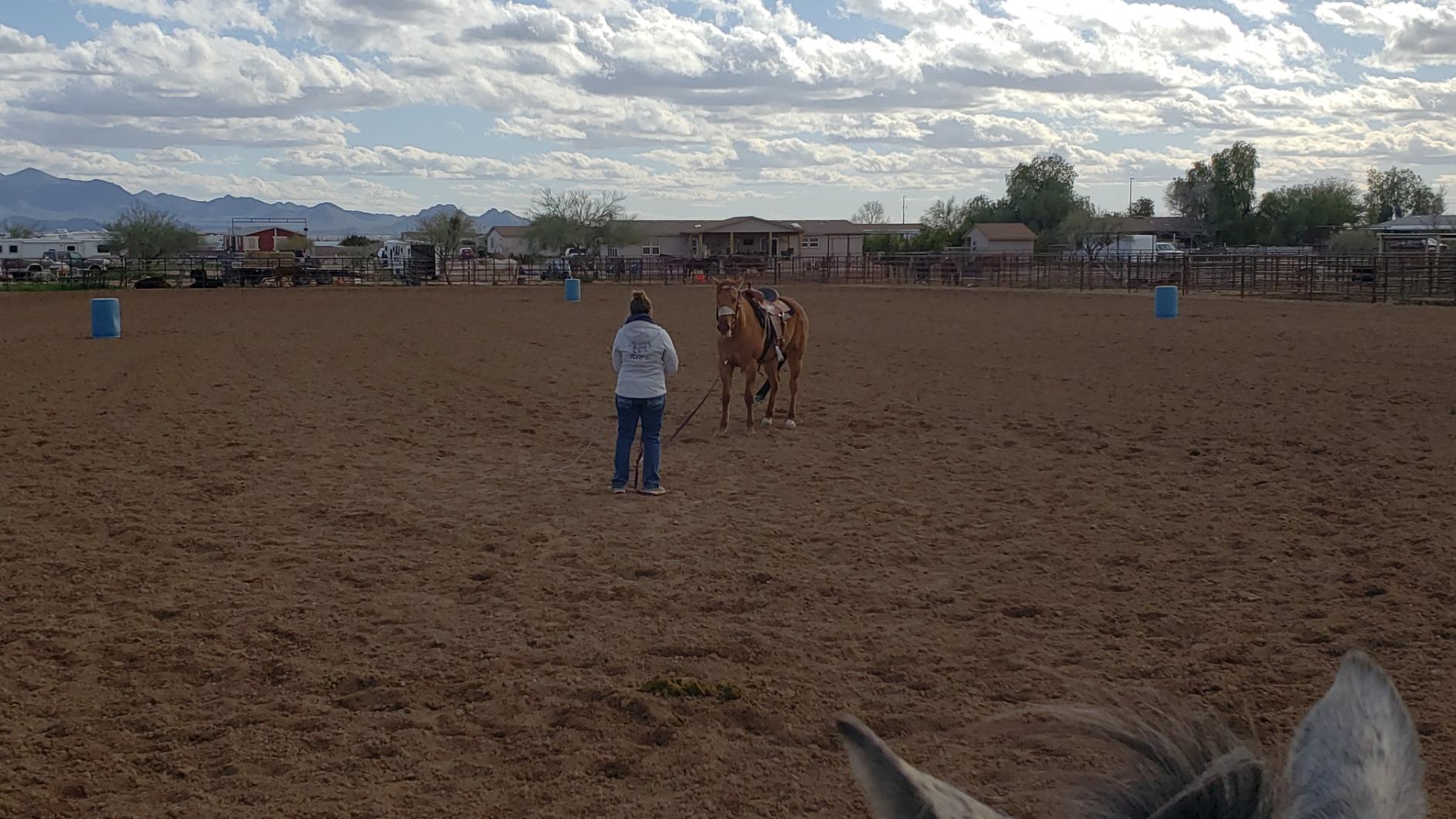 Kensington Flat Nylon Lunge Line - Horse & Dog Training Rope Equipment with Brass Swivel Bolt Snap - 1 inch x 30 ft. customer photo 1