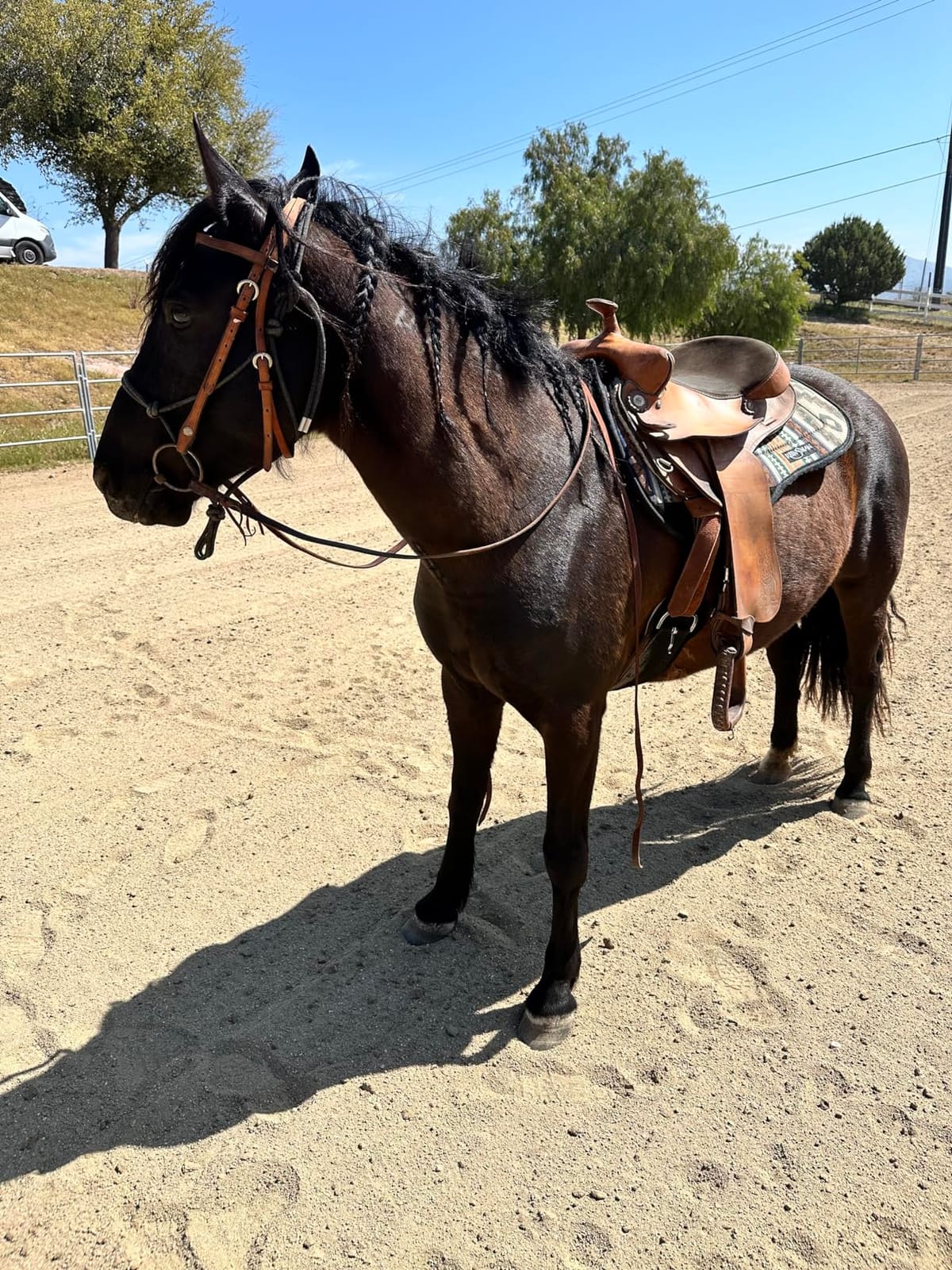 Reinsman Contoured Trail Pad with Breathable Non-Slip Tacky Too Bottom - Comfortable Durable Shock-Absorbing Stain & UV Resistant Horse Saddle Pad with Spine Relief Channel - 30