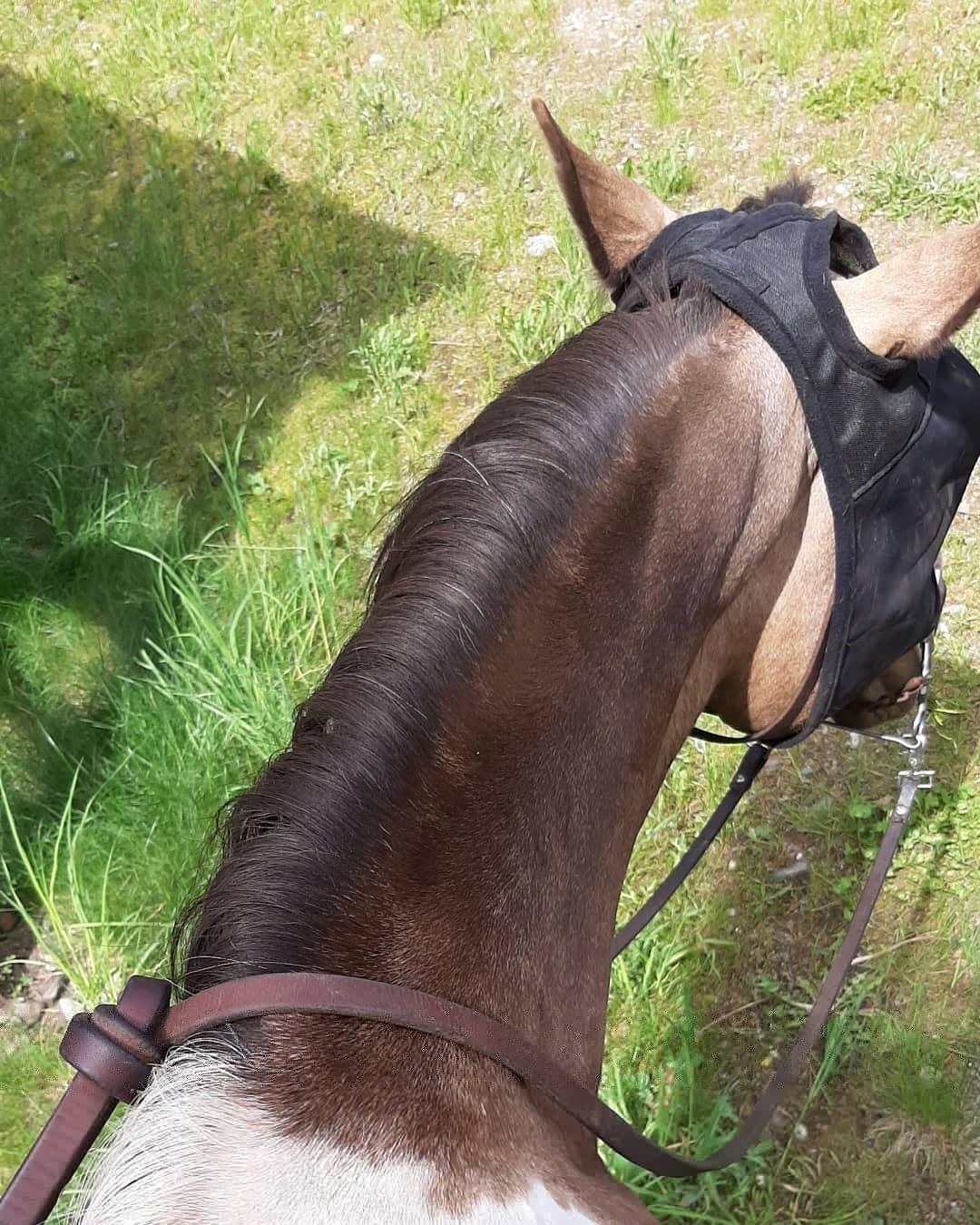 Cashel Quiet Ride Horse Fly Mask customer photo 1