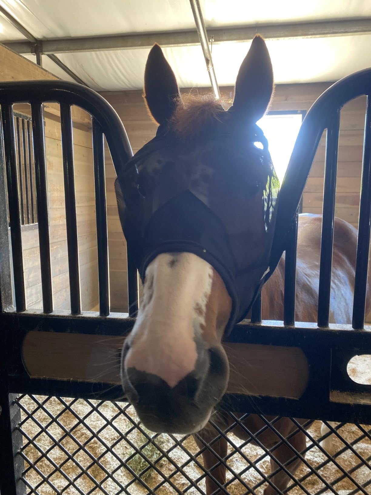 Cashel Quiet Ride Horse Fly Mask customer photo 2
