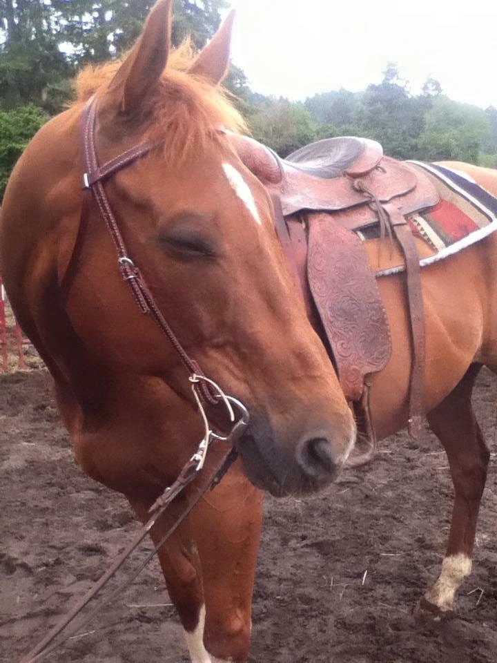 Weaver EquineTRV149205 customer photo 2