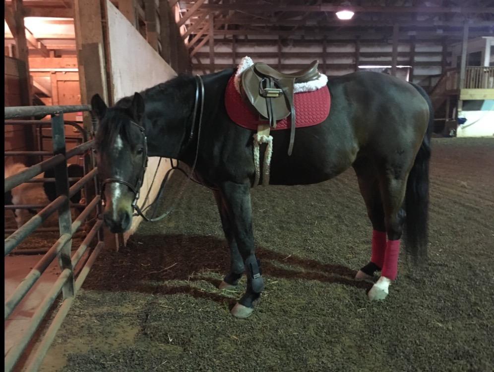 HORZE Chicago Protective Horse Boots, Secure Fit Splint Boots for Horses customer photo 2