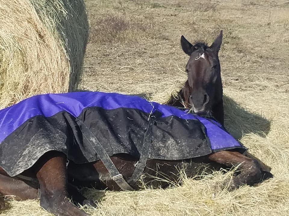 Tough-1 1200D Snuggit Turnout 200g 75In Royal Blue customer photo 2