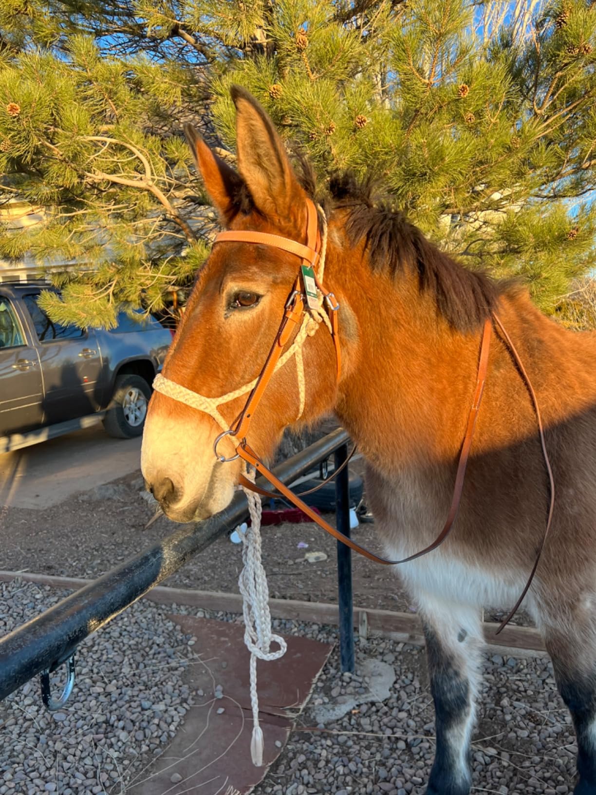 Tough 1 Western Leather Browband Draft Bridle customer photo 1