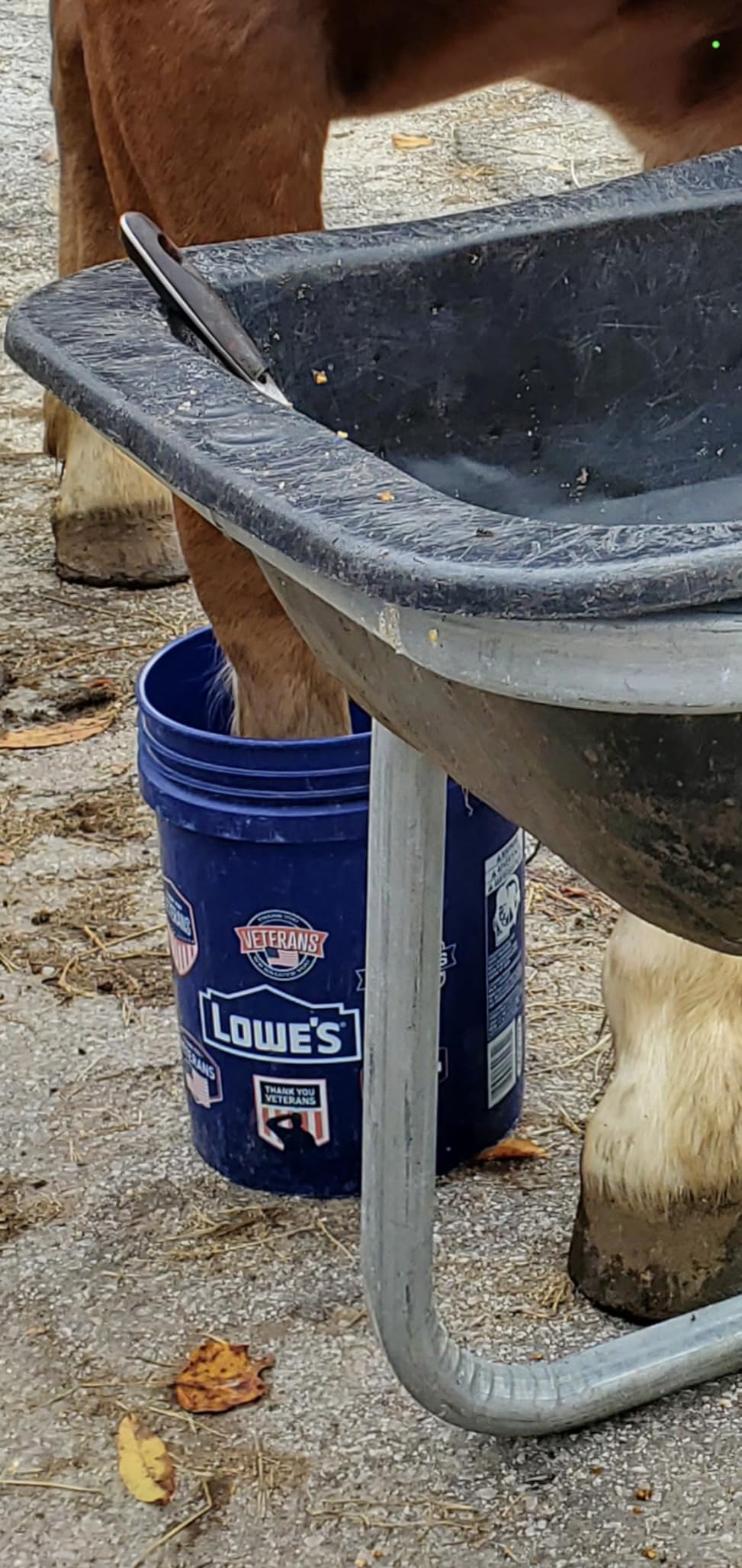 Tough 1 Hoof Saver Boot, Royal Blue, Medium customer photo 1