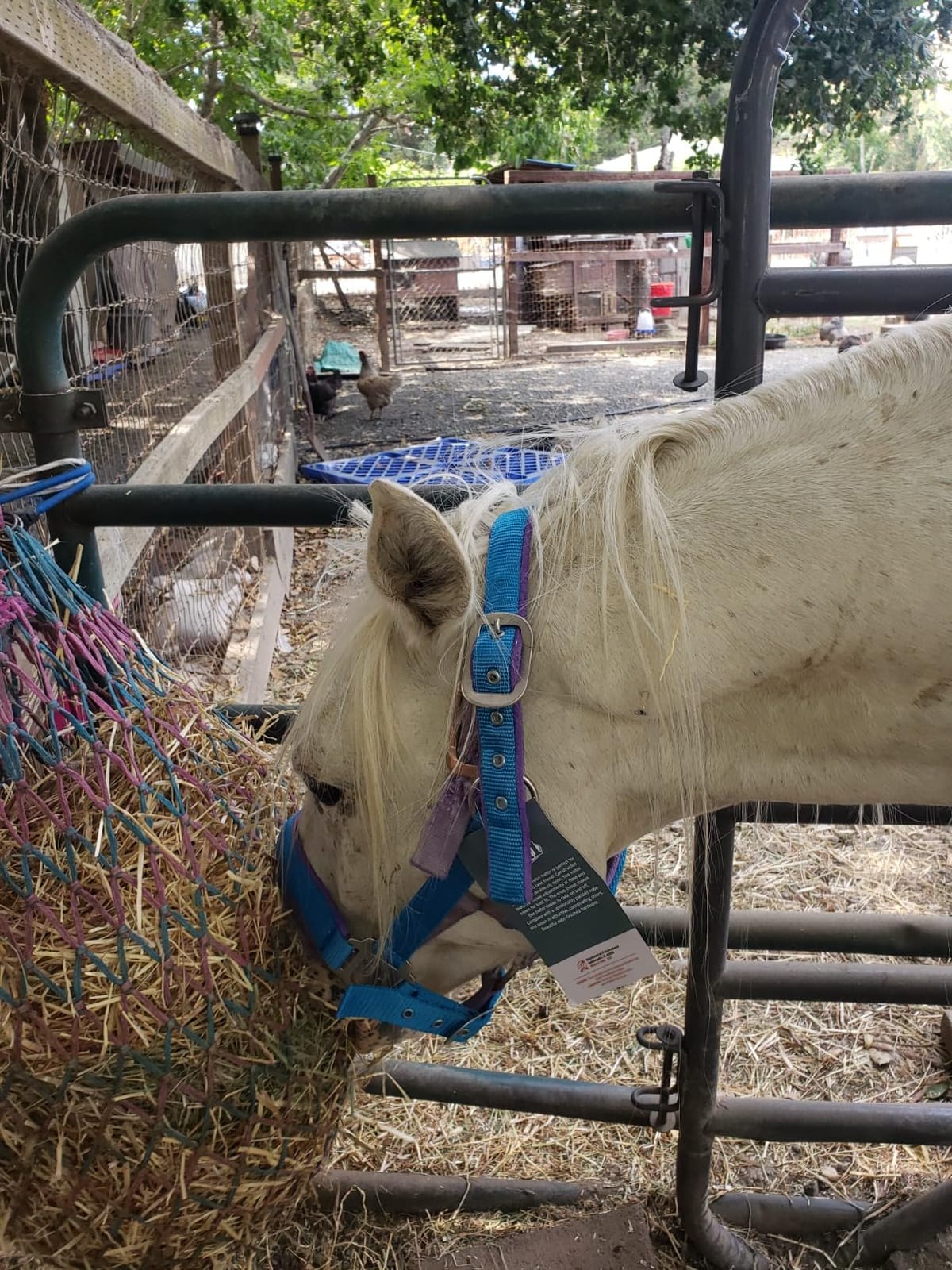 Tough1 Padded Halter with Satin Hardware customer photo 1