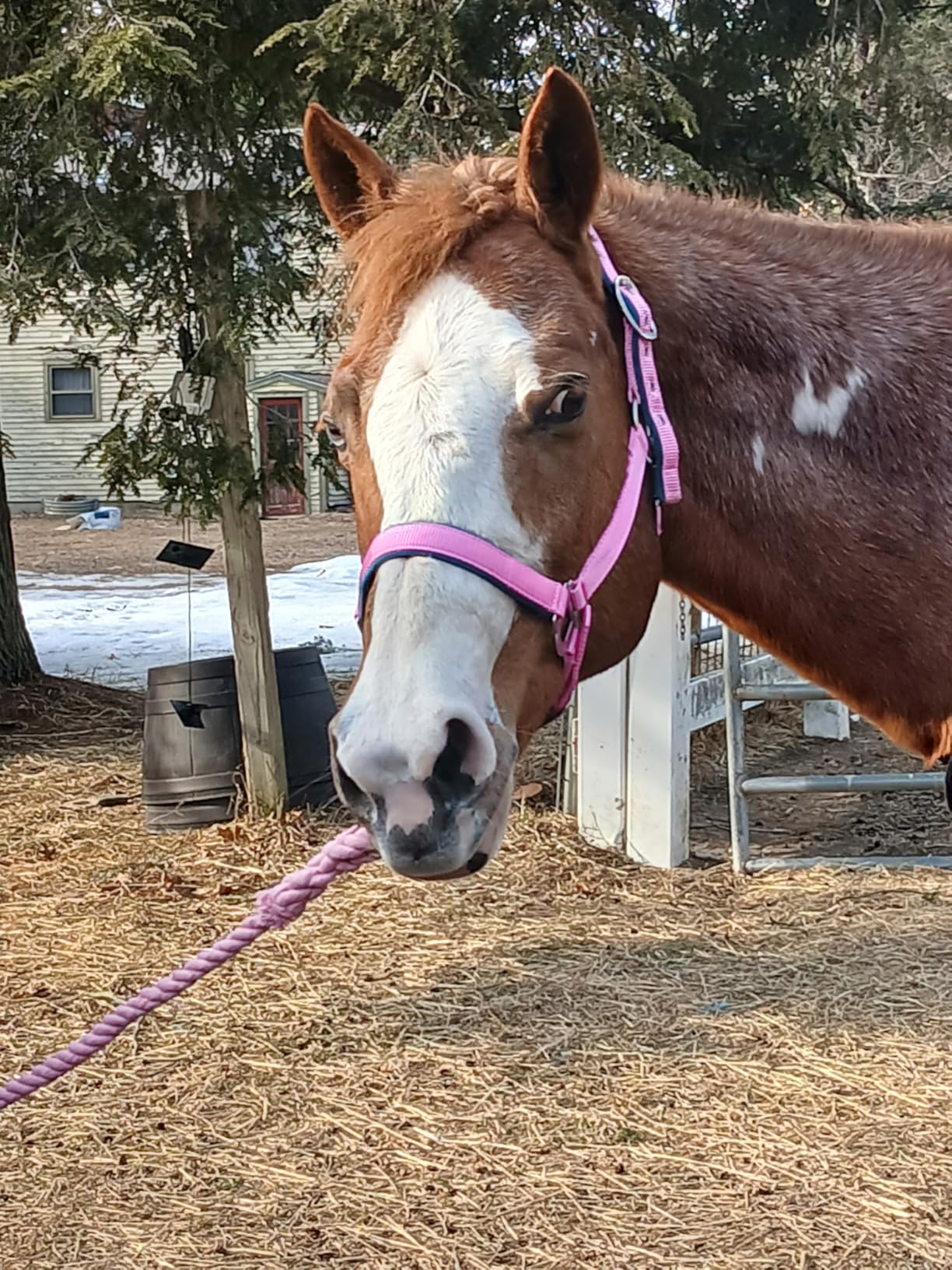 Tough1 Padded Halter with Satin Hardware customer photo 2