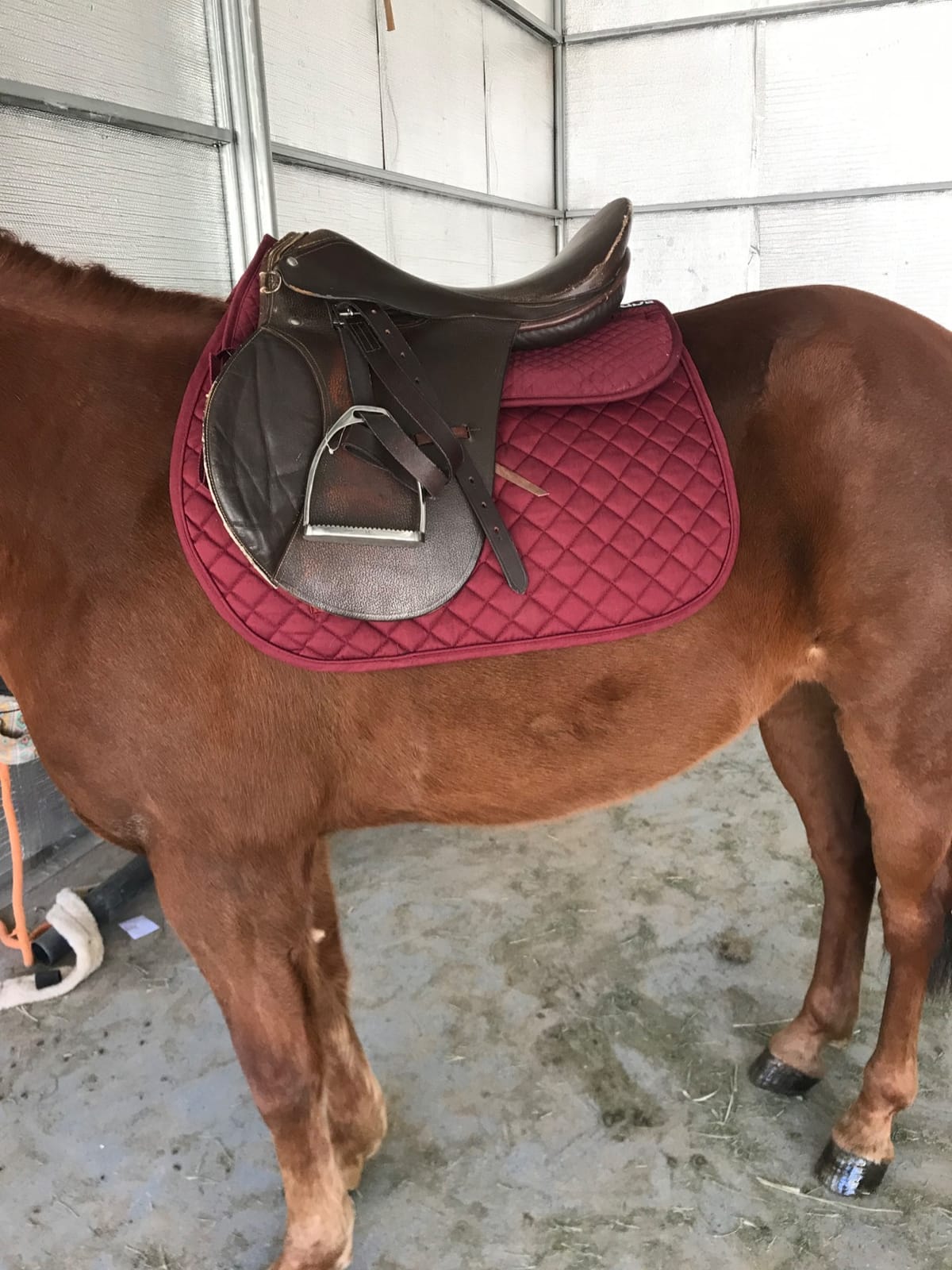 ECP Equine Comfort Products Adjustable Shock Absorbing Memory Foam Half Saddle Pad, Injury Prevention & Pressure Relief, Customizable Fit, Breathable for All Riding Styles customer photo 1