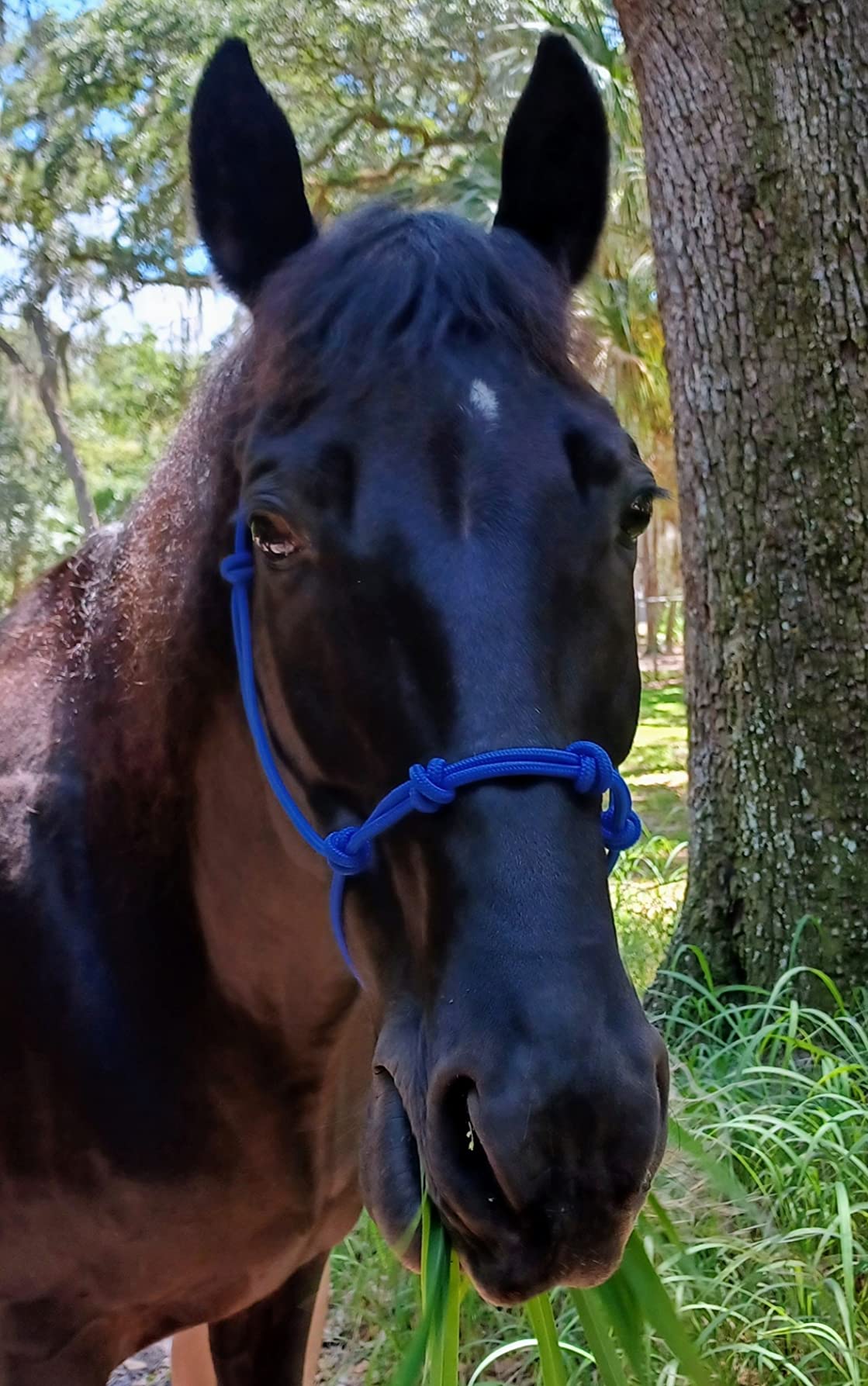 Horse Rope Training Halter - 4 Knot 1/4
