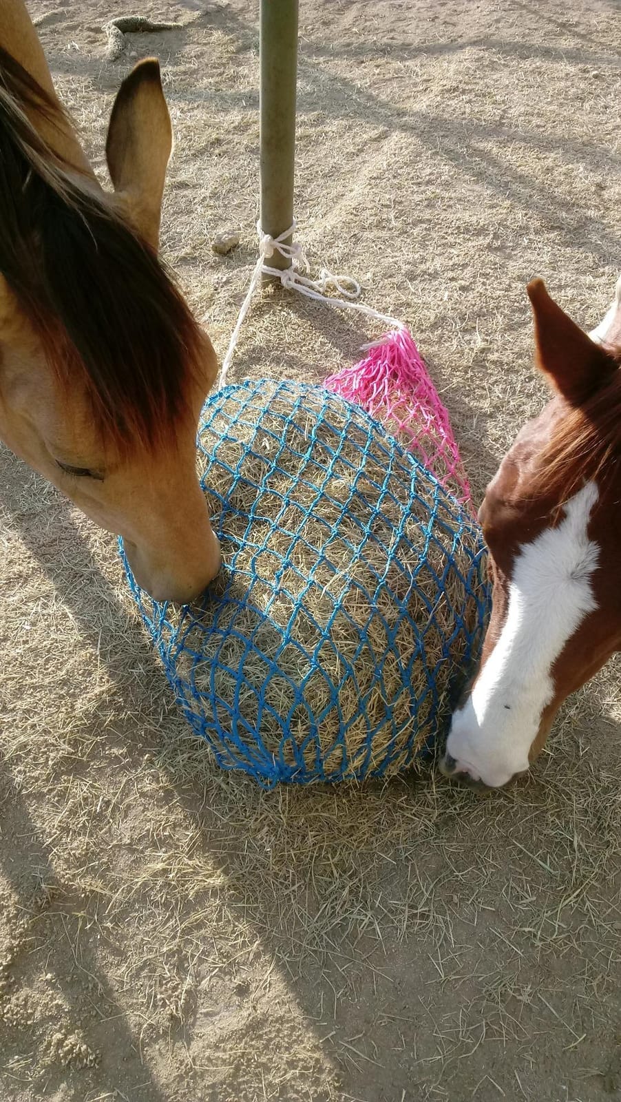 Weaver Equine Slow Feed Hay Net, 36” Small Hole Synthetic Rope Horse Hay Feeder for Slower Feeding, Ideal Horse Hay Net for Horse or Goat Shows customer photo 2