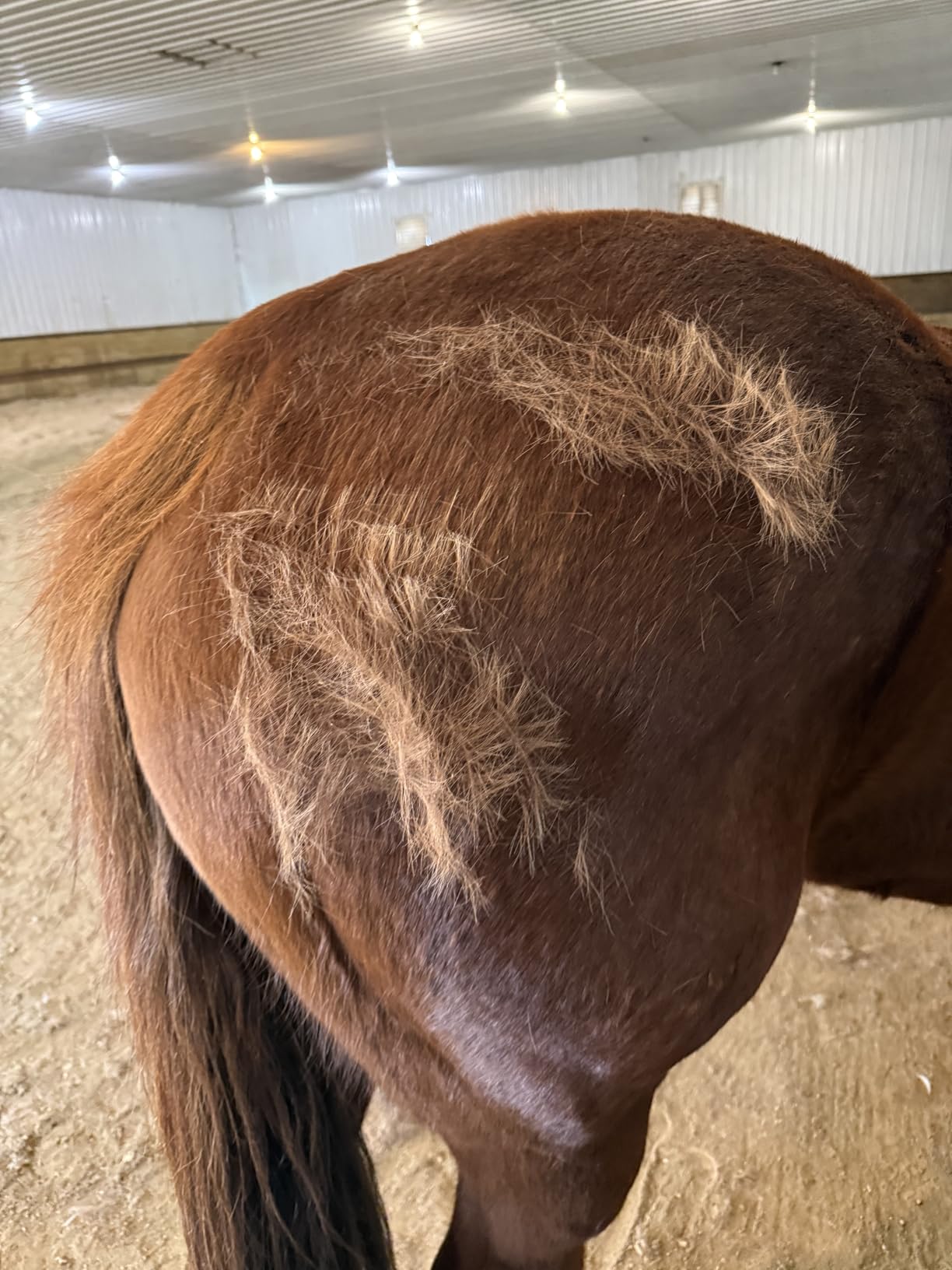 SleekEZ 10 Inch Horse Brush – Patented Horse Shedding Blade Made in USA - Removes Loose Hair & Undercoat - Deshedding Tool for Donkeys, Cows & Large Animals - Helps Reduce Seasonal Shedding customer photo 1