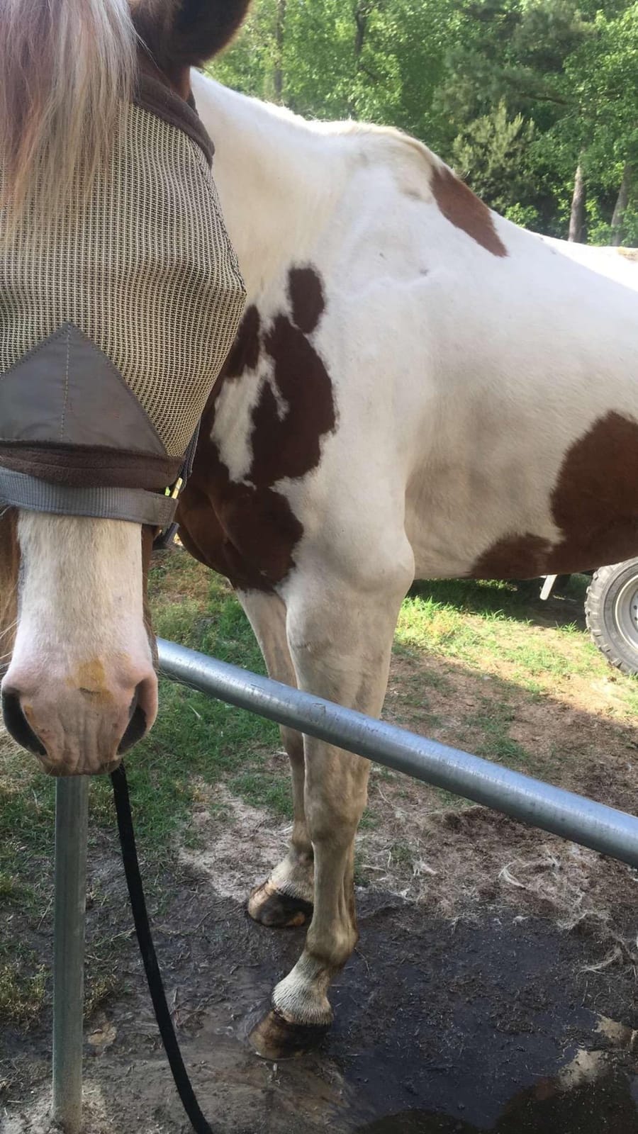 Pro-Force Horse Fly Mask with UV Protection, Without Ears customer photo 1