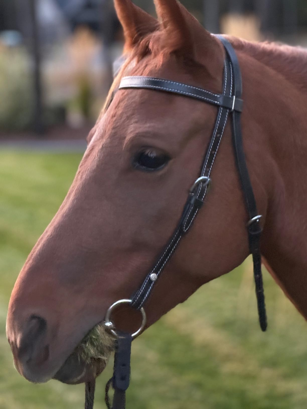 Tahoe TackKickin Country Square Browband Headstall USA Leather customer photo 1