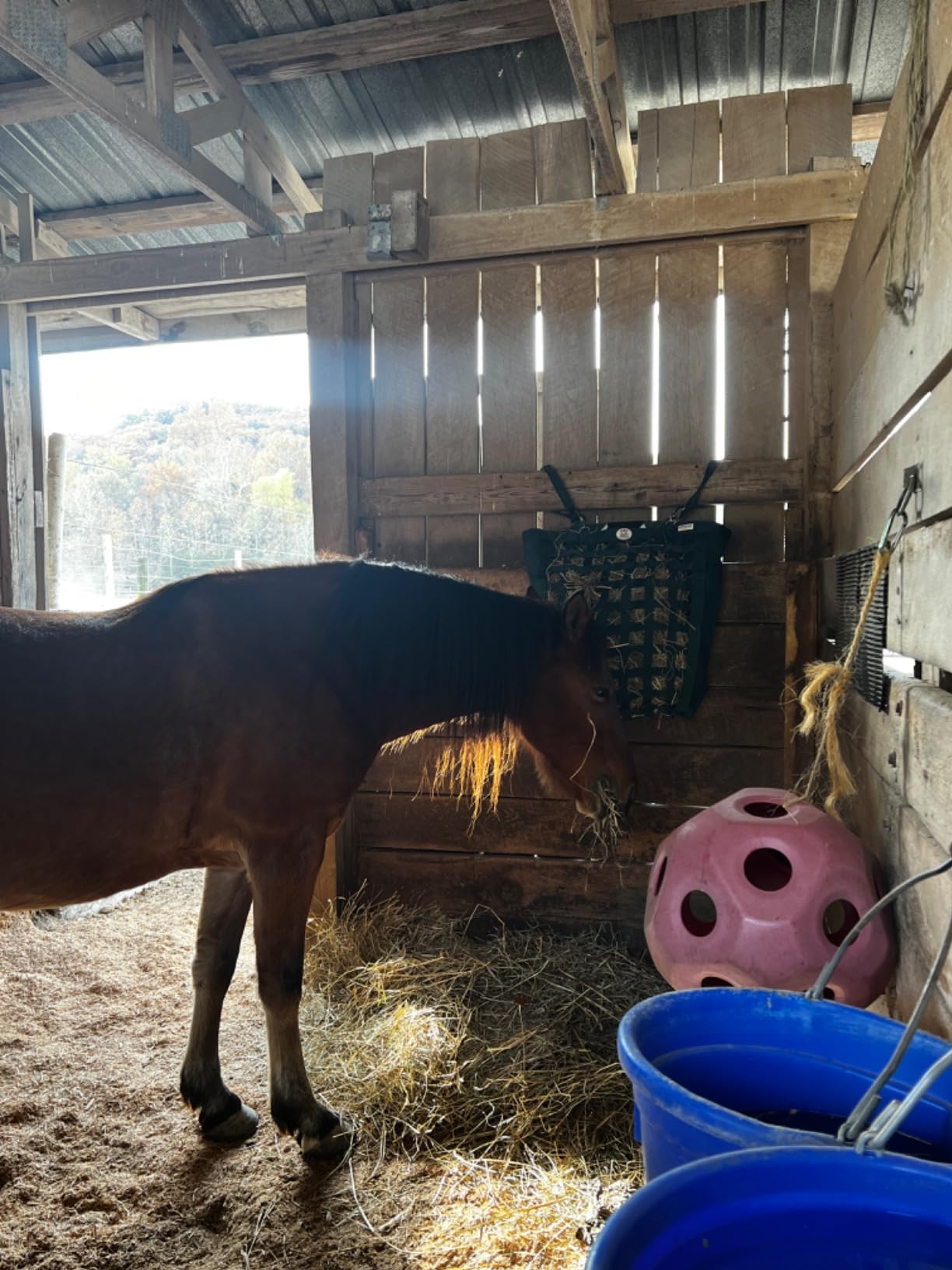 Derby Originals Front Web Slow Feeder Horse Hay Bag Super Tough Bottom with 6 Month Warranty customer photo 2